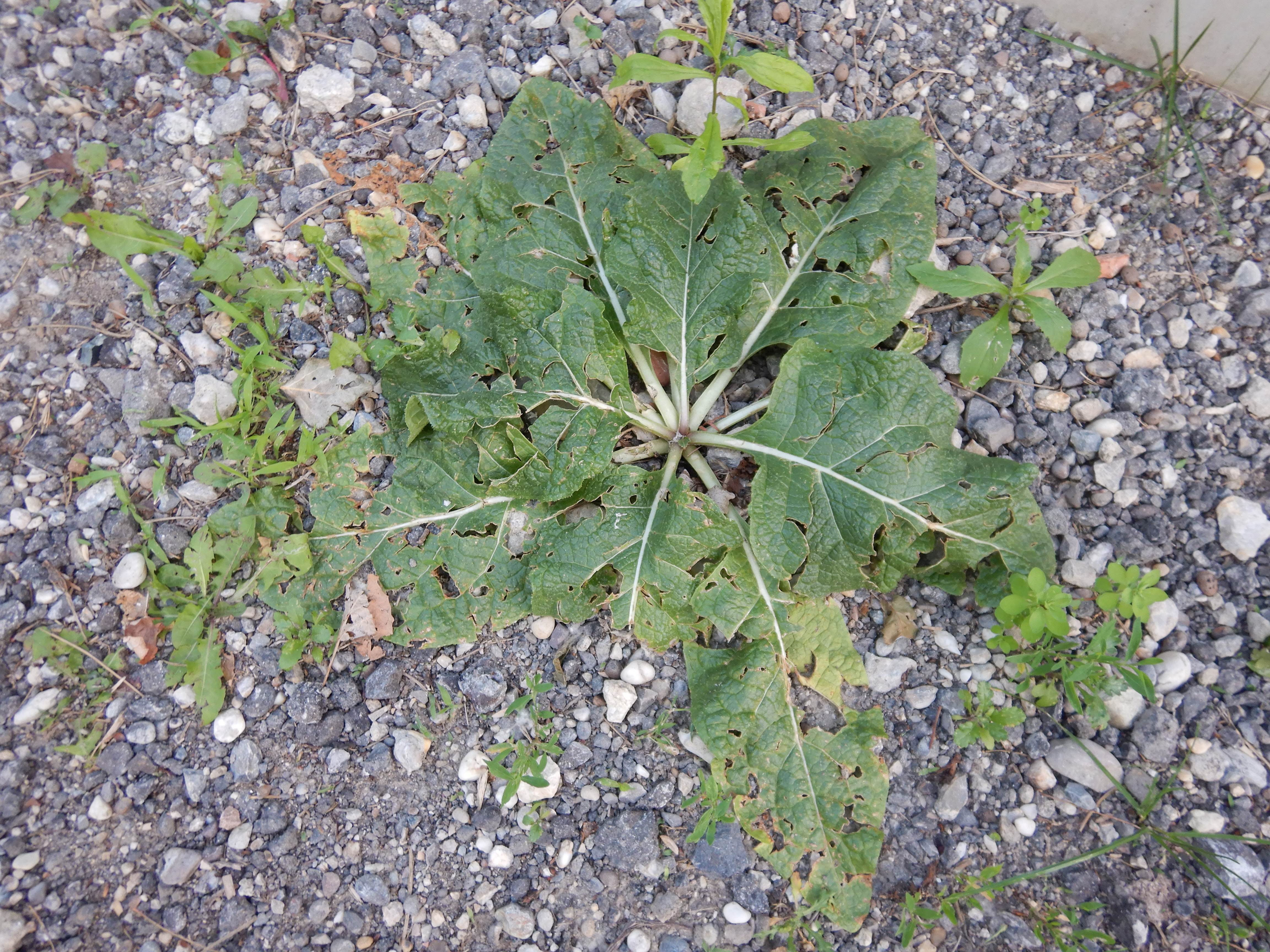 DSCN3465 mandragora officinarum, wien-22, 2025-06-06.jpg