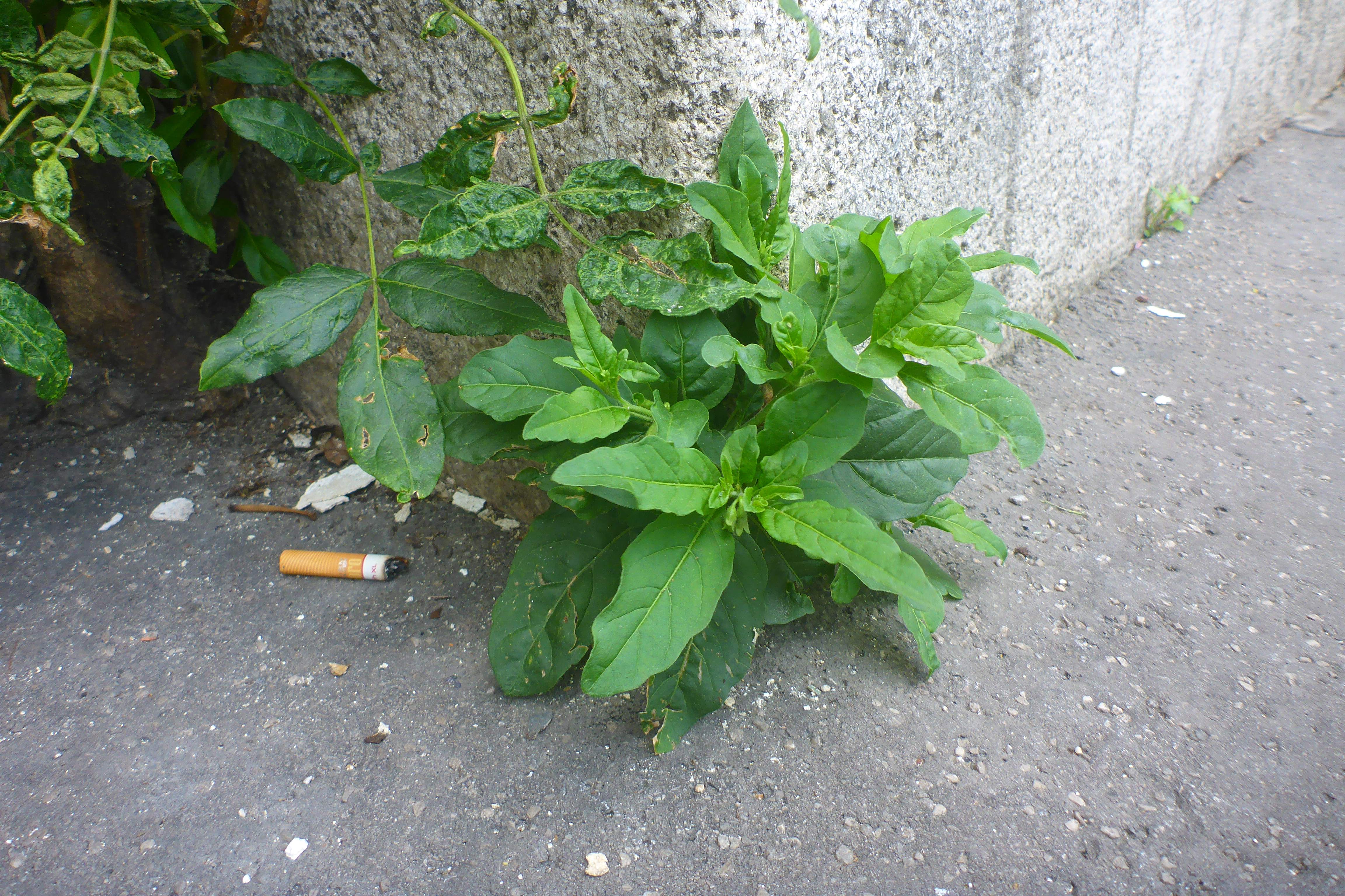 P3370197 Solanum pseudocapsicum, Wien, U6-Station Alserstraße, 2025-06-11.jpg