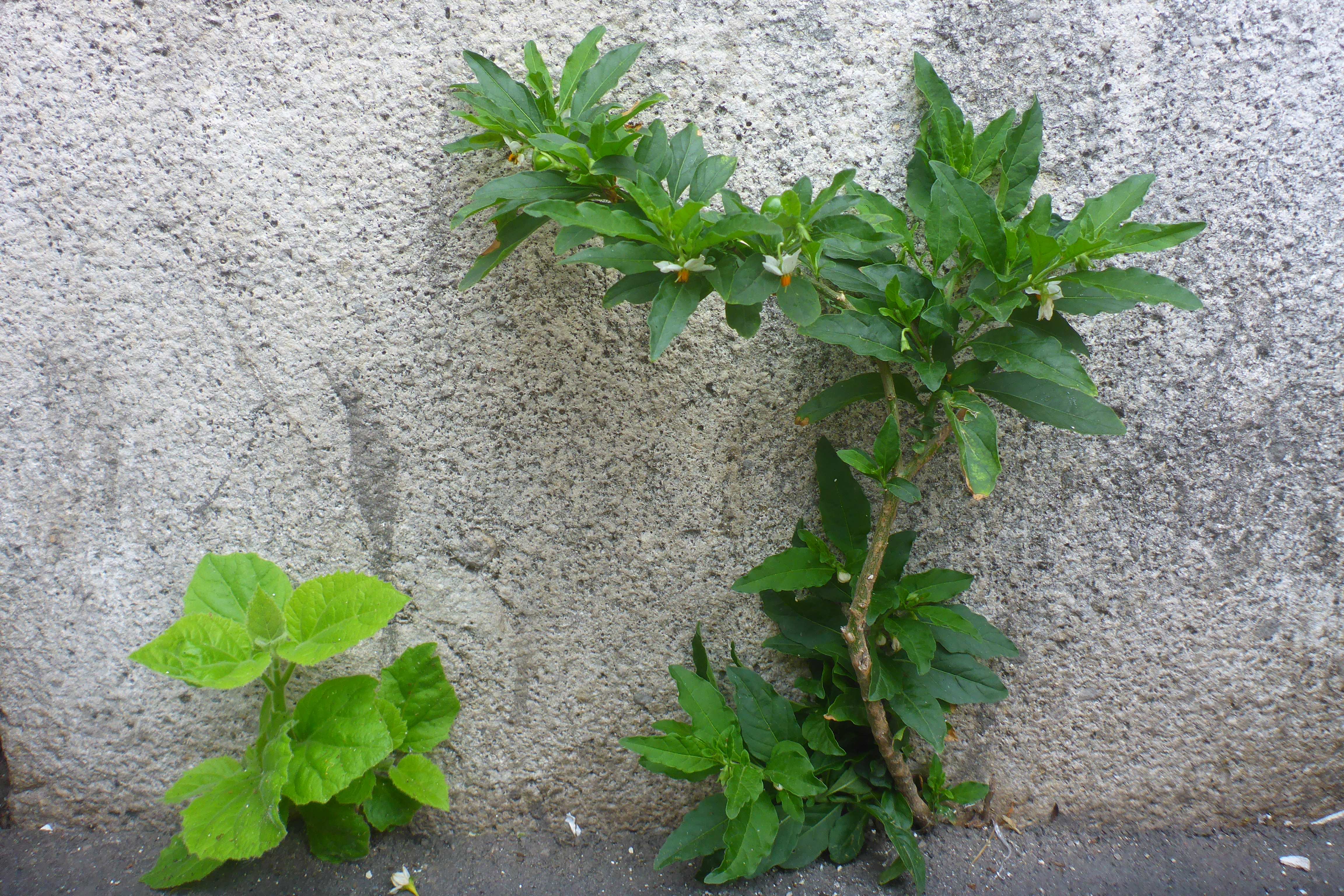 P3370198 Solanum pseudocapsicum, Wien, U6-Station Alserstraße, 2025-06-11.jpg