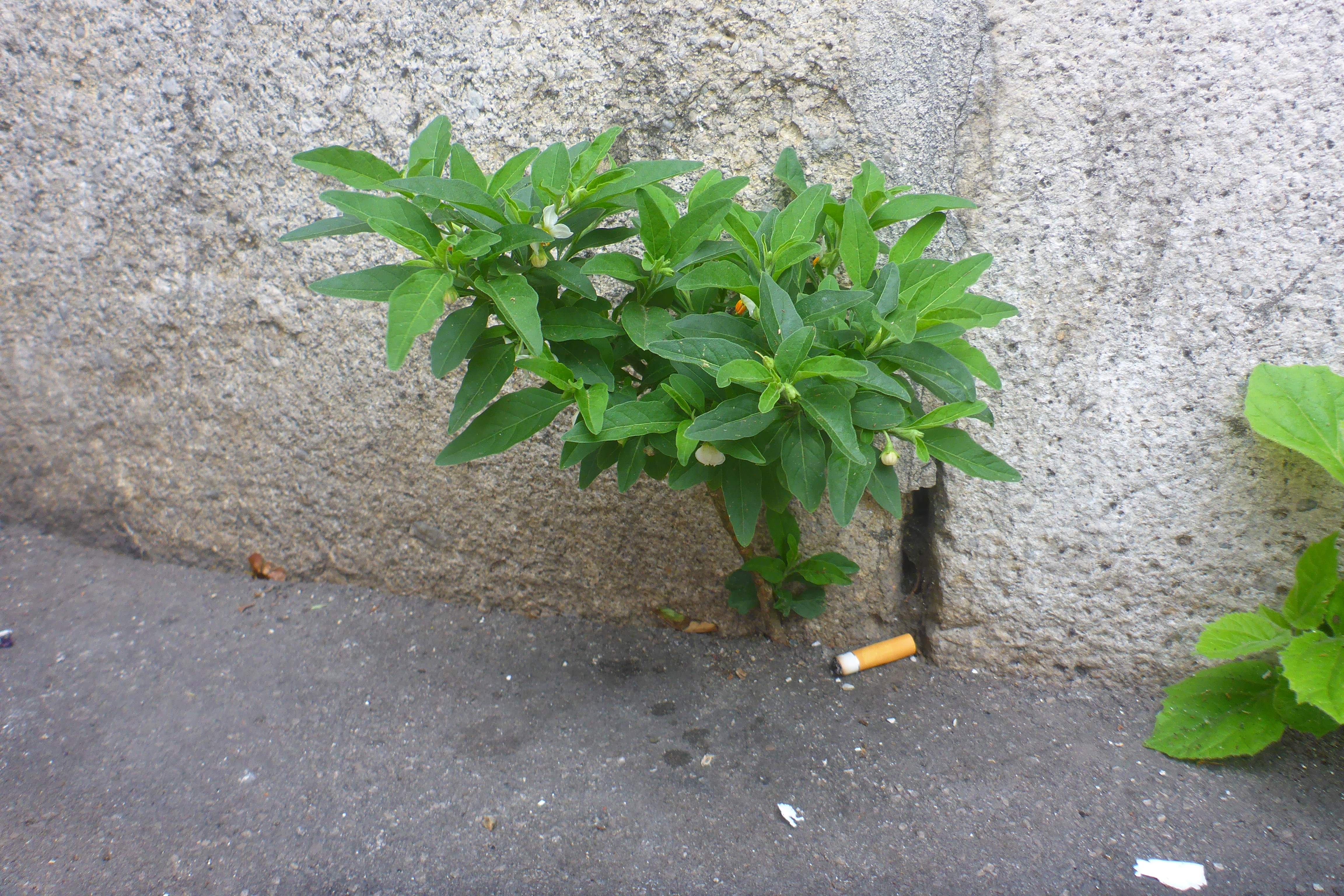 P3370199 Solanum pseudocapsicum, Wien, U6-Station Alserstraße, 2025-06-11.jpg