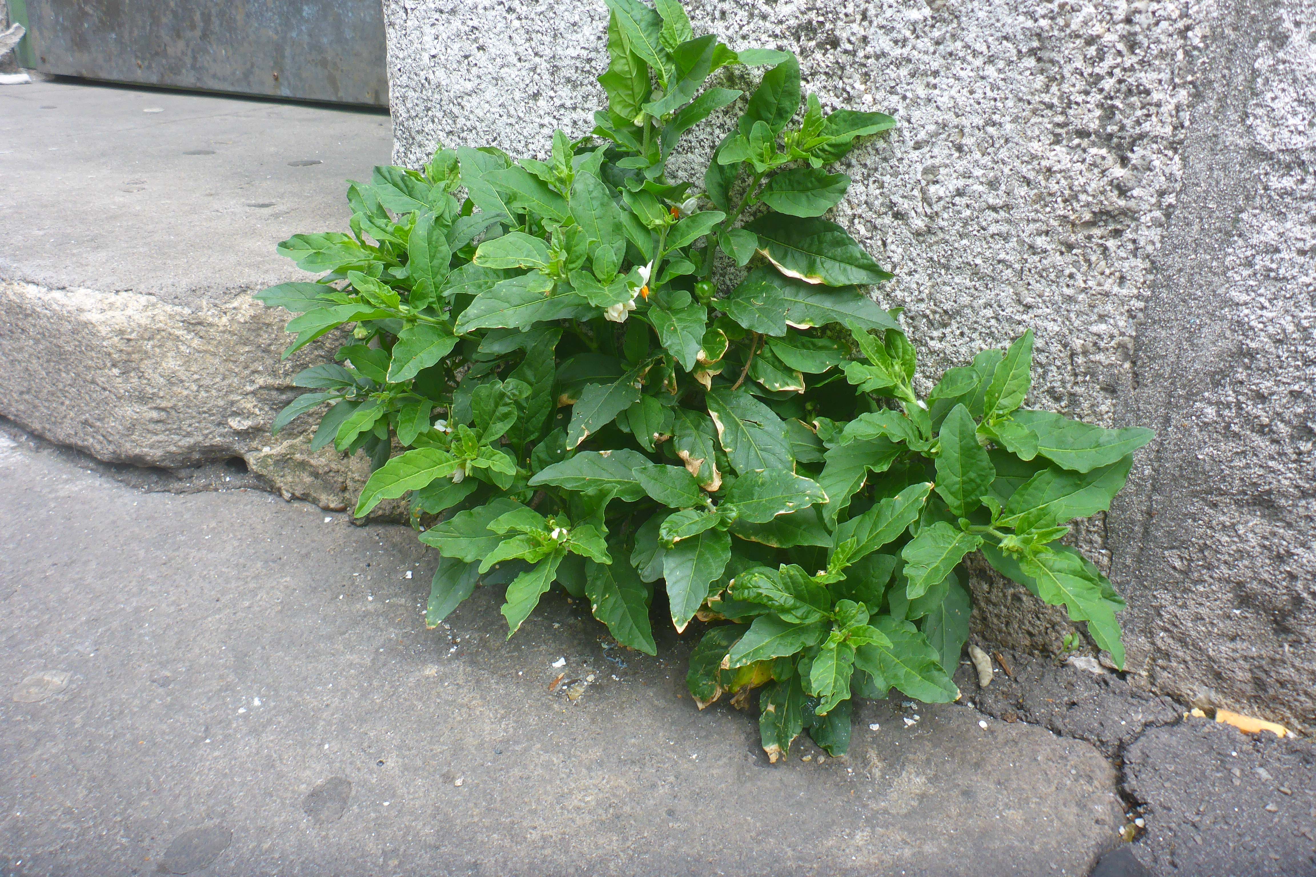 P3370200 Solanum pseudocapsicum, Wien, U6-Station Alserstraße, 2025-06-11.jpg