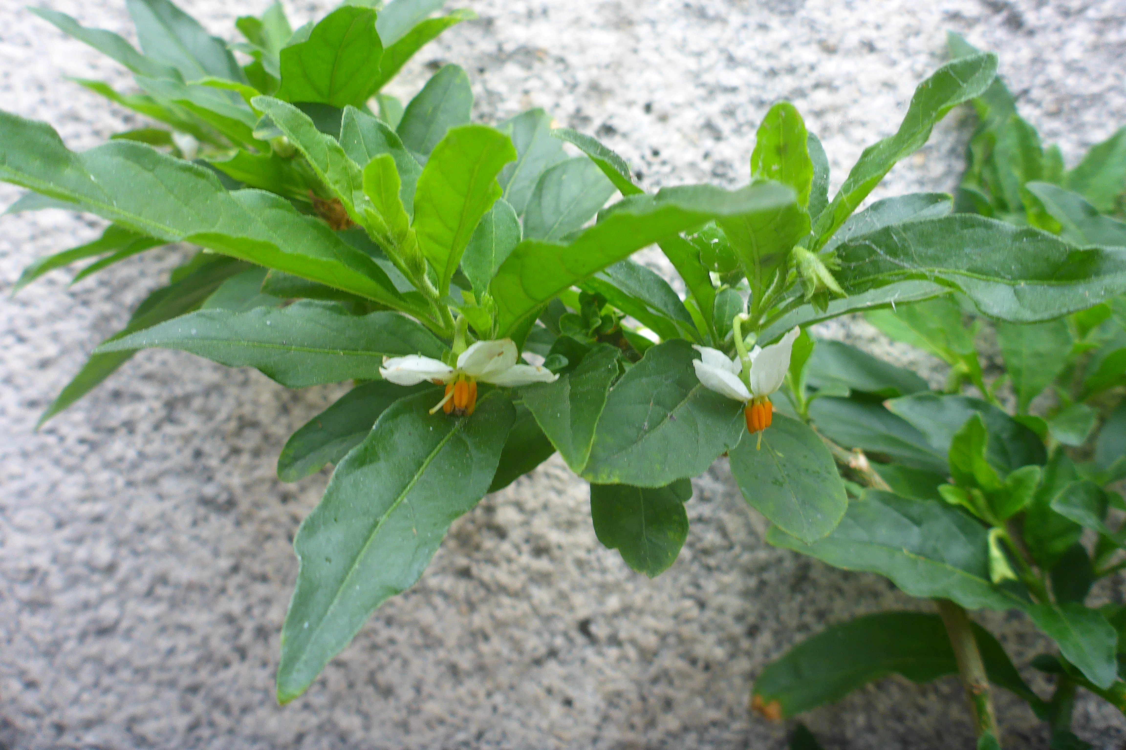 P3370201 Solanum pseudocapsicum, Wien, U6-Station Alserstraße, 2025-06-11.jpg