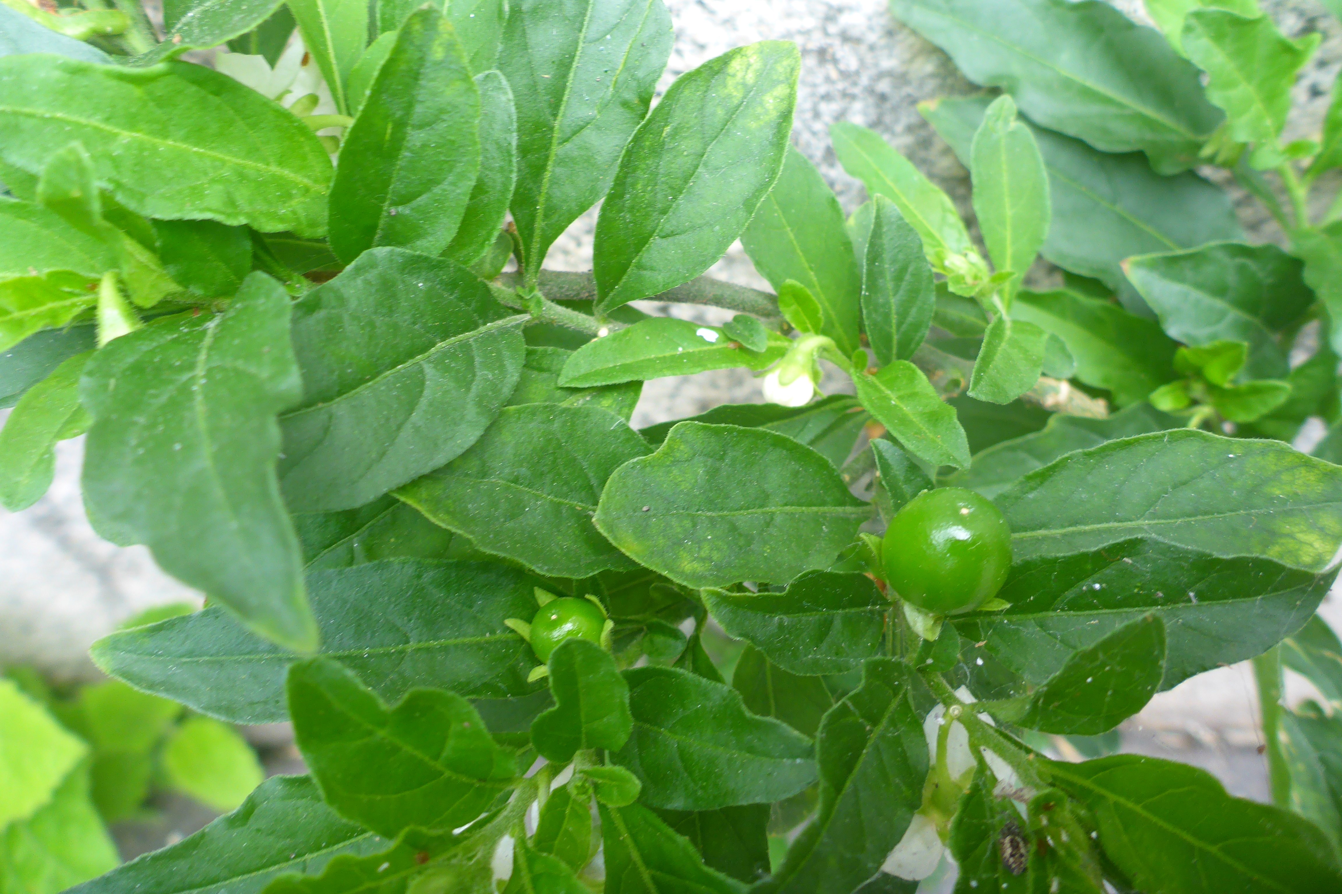 P3370202 Solanum pseudocapsicum, Wien, U6-Station Alserstraße, 2025-06-11.jpg
