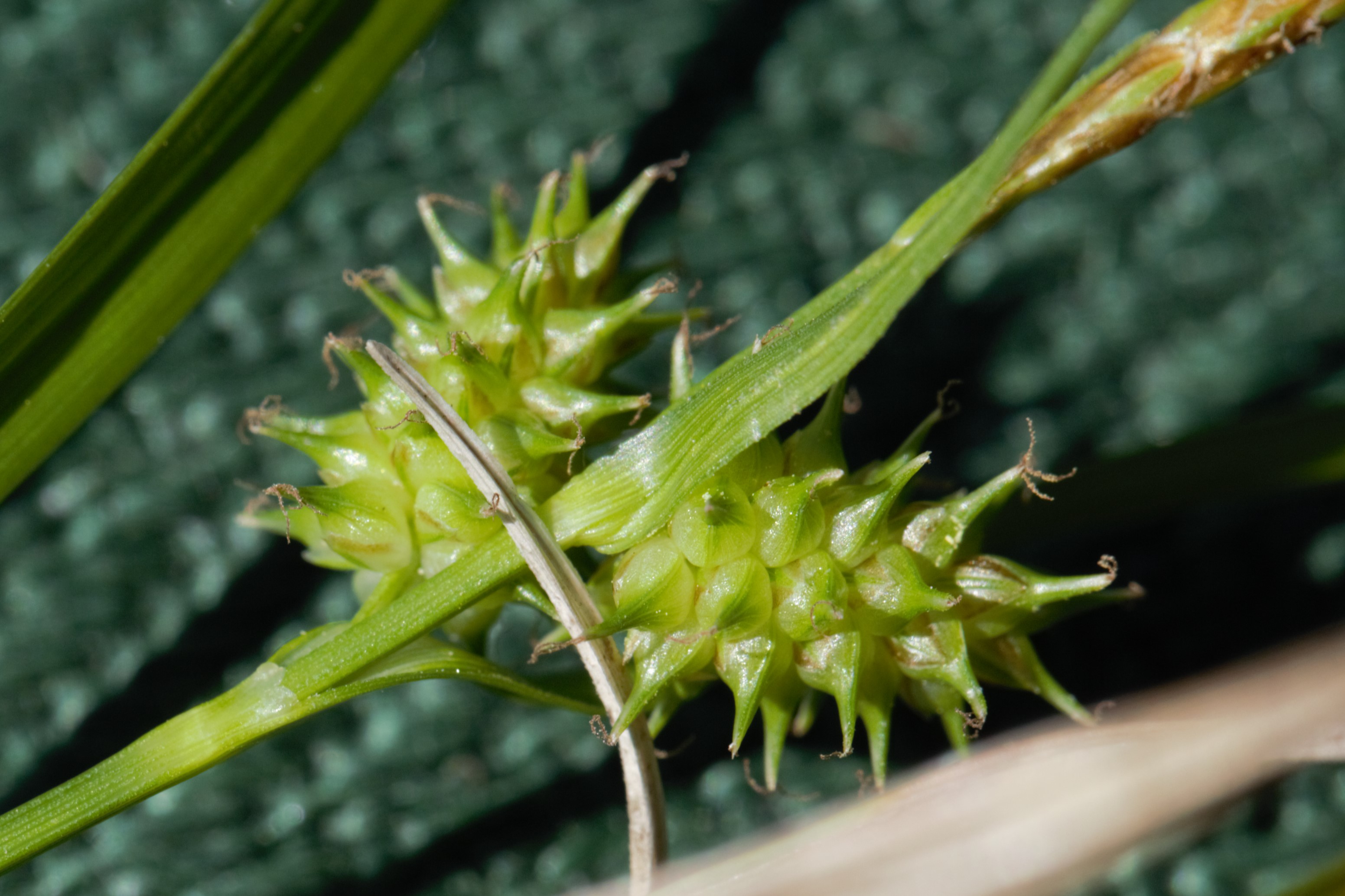 Cyperaceae_Carex flava agg 1.jpg