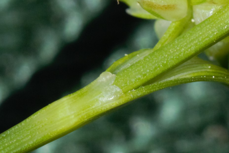 Cyperaceae_Carex flava agg 2.jpg