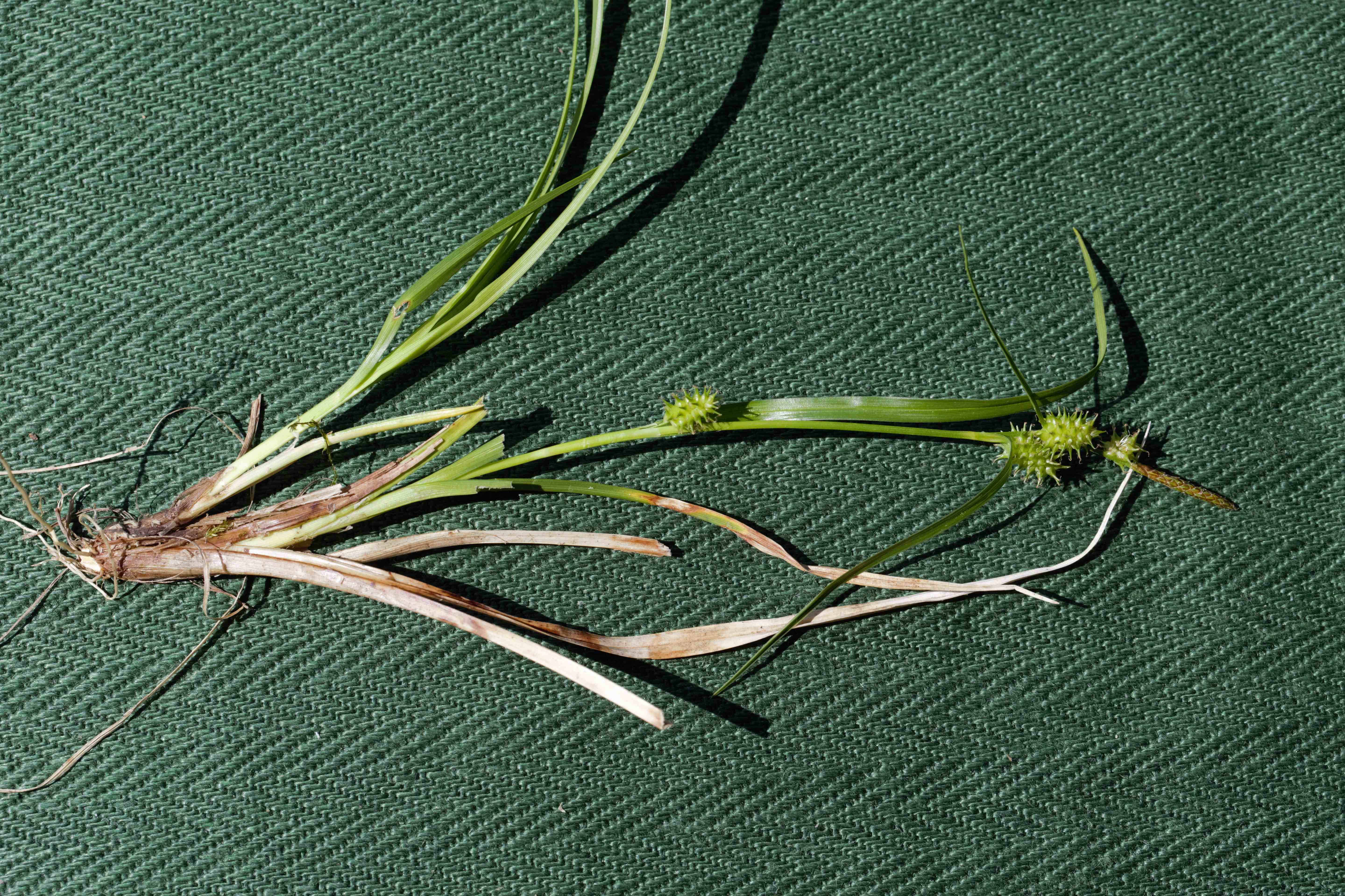 Cyperaceae_Carex flava agg 3.jpg