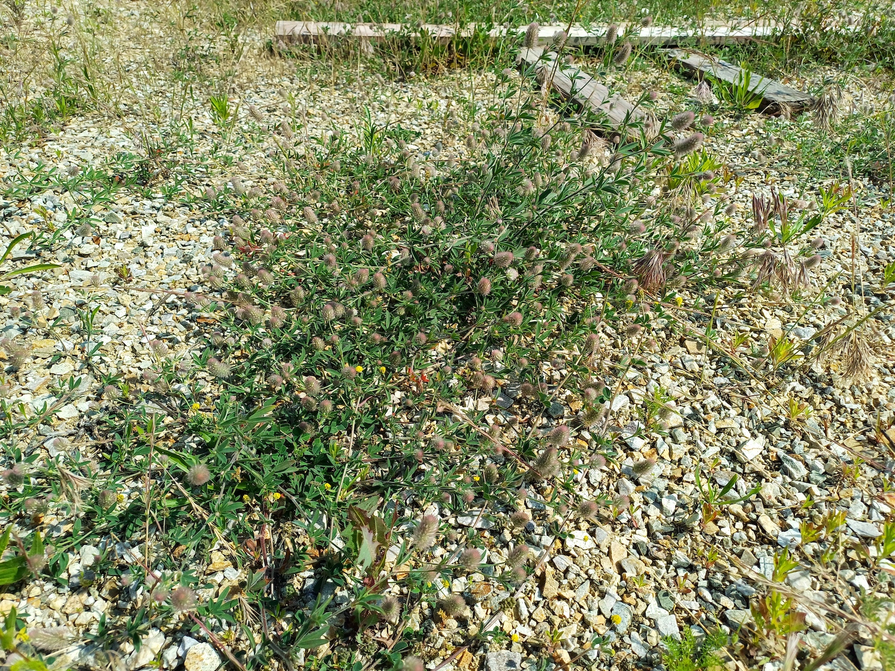 trifolium arvense bhf leopoldsdorf im marchfeld 20250613_101125.jpg