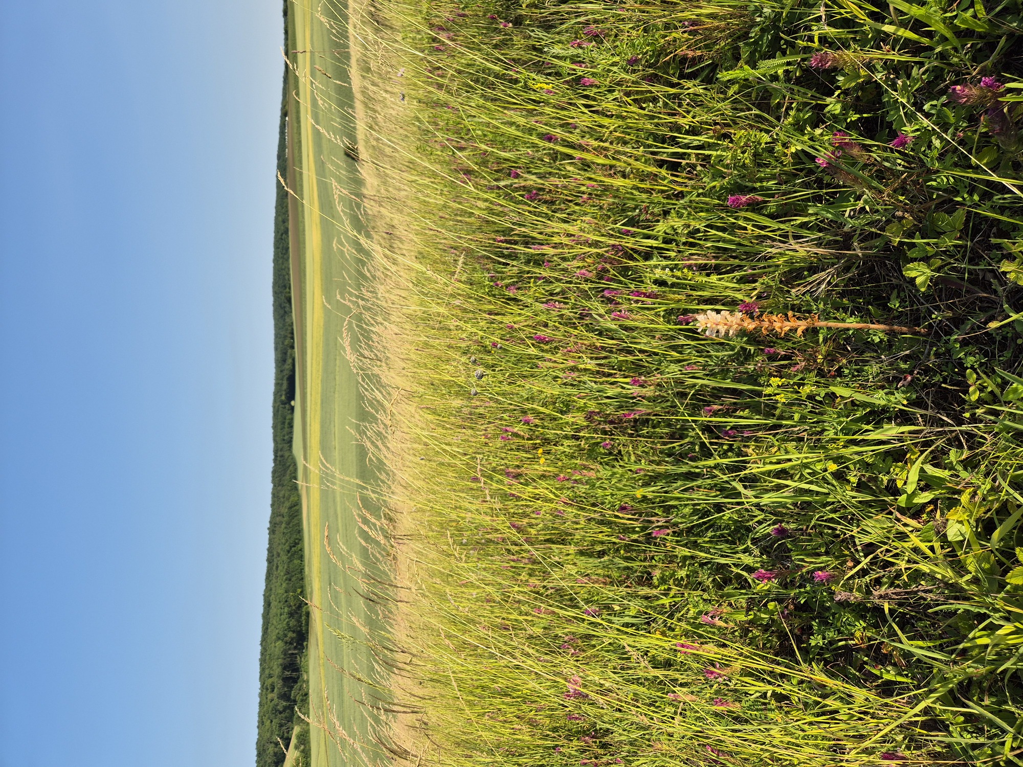 20250613_181307.jpg