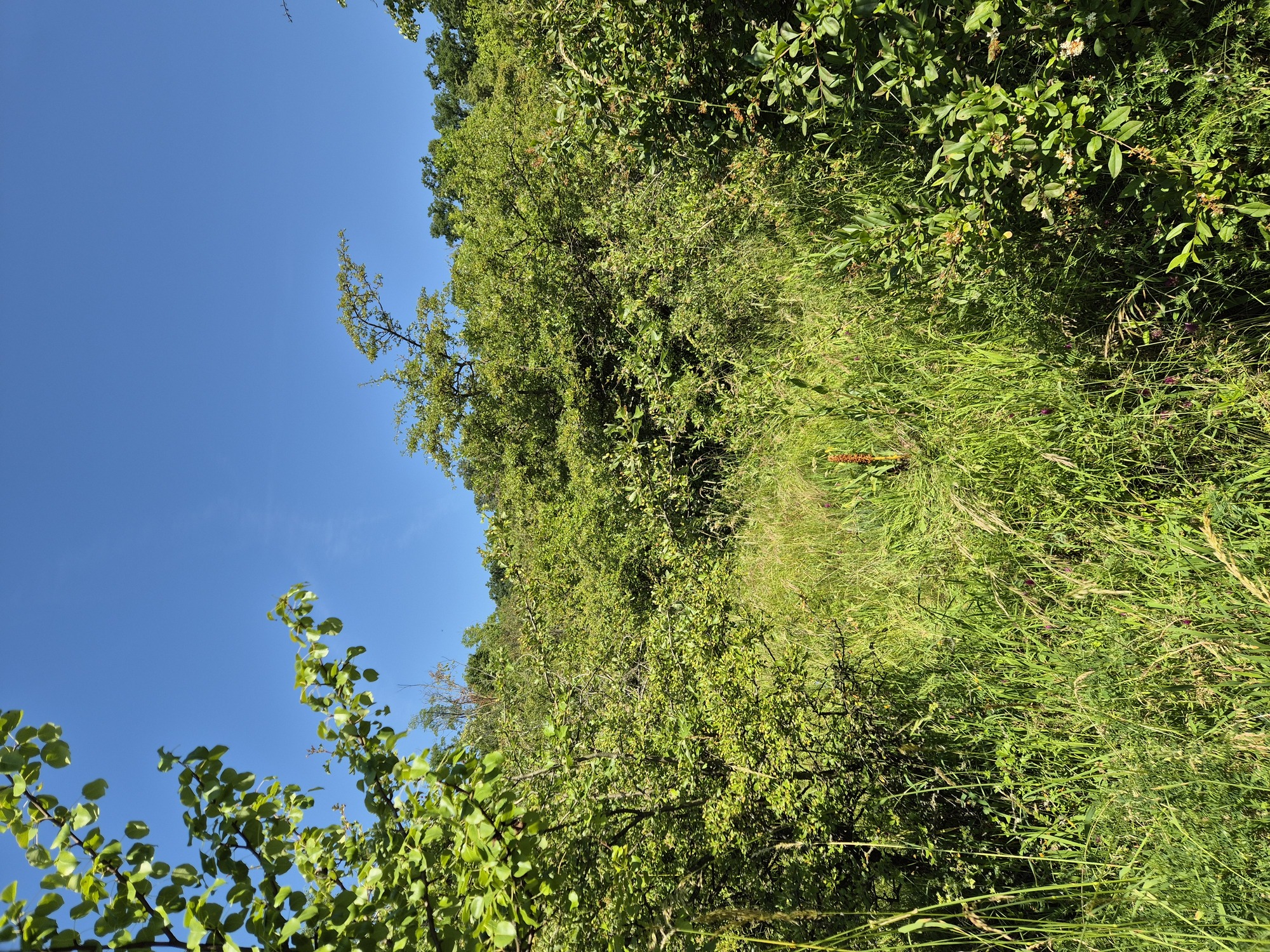 20250614_104554.jpg