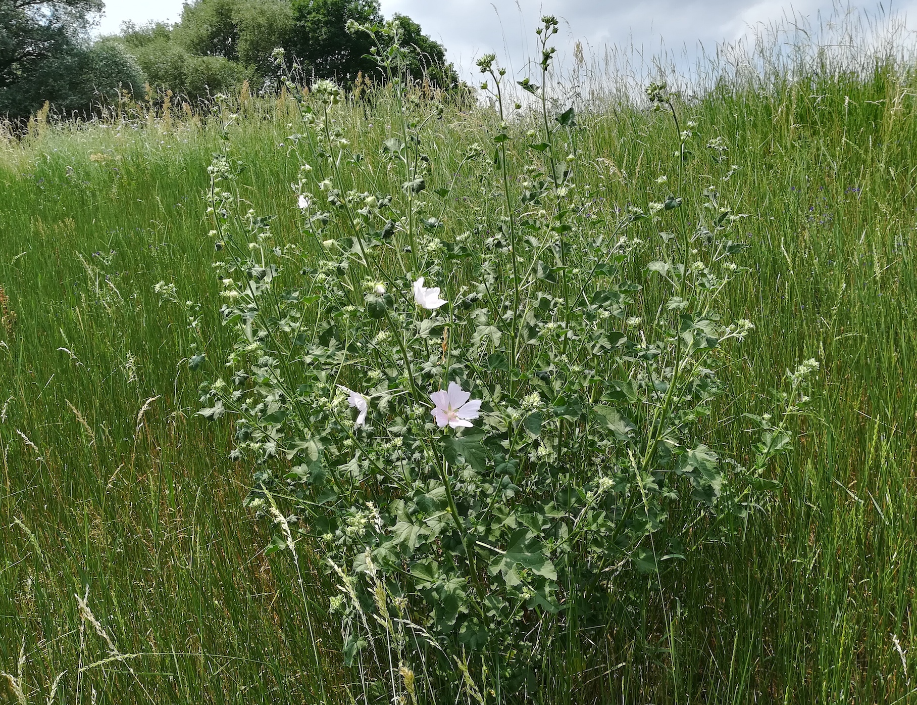 malva alcea W moravsky sväty jan_20180606_200825.jpg