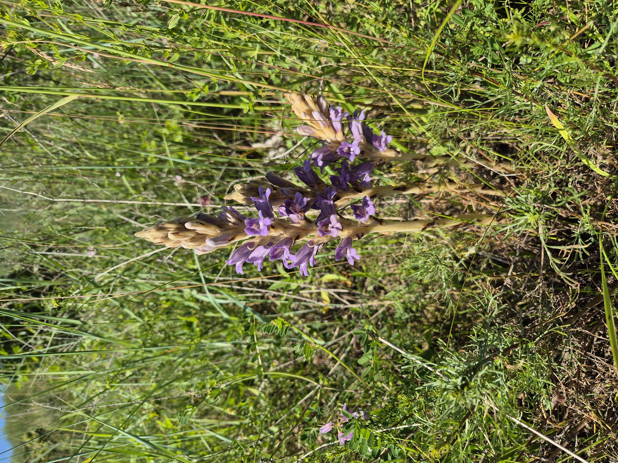 20250614_152017.jpg