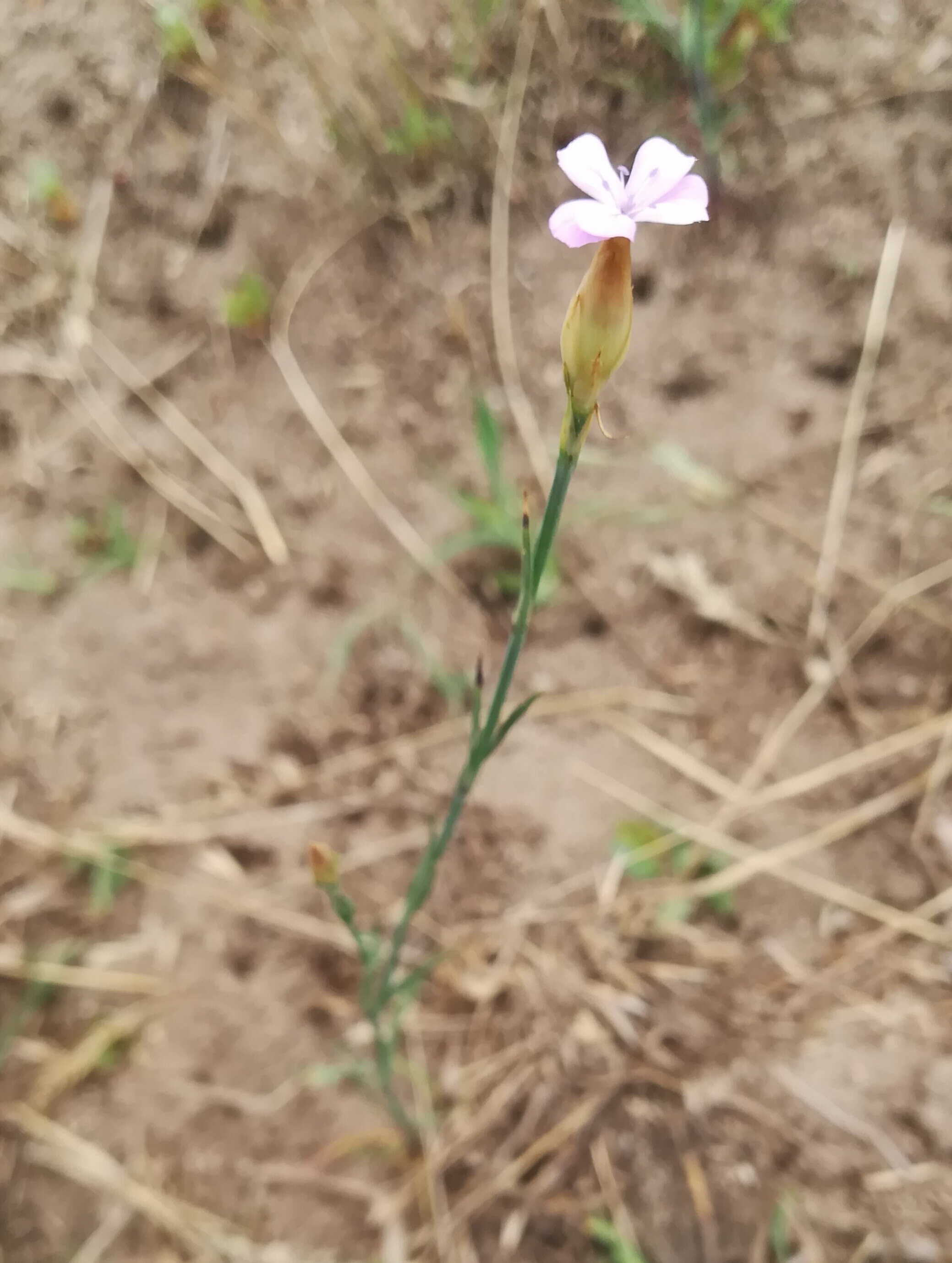 petrorhagia prolifera W moravsky sväty jan_20180606_195625.jpg