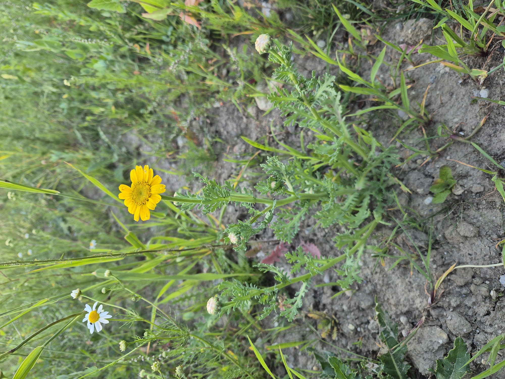 20250614_204429.jpg