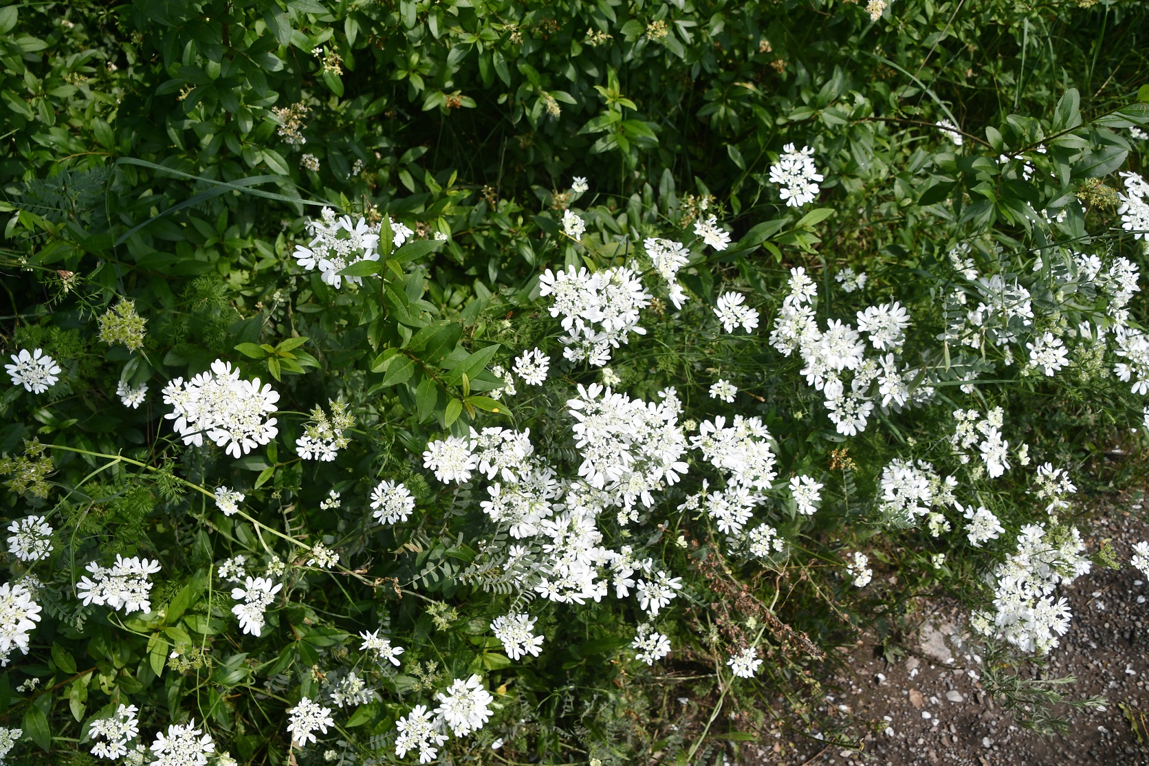 Hainburg - Schlossberg - 09062025 - (17) - - Orlaya grandiflora - Großblütiger Breitsame.JPG