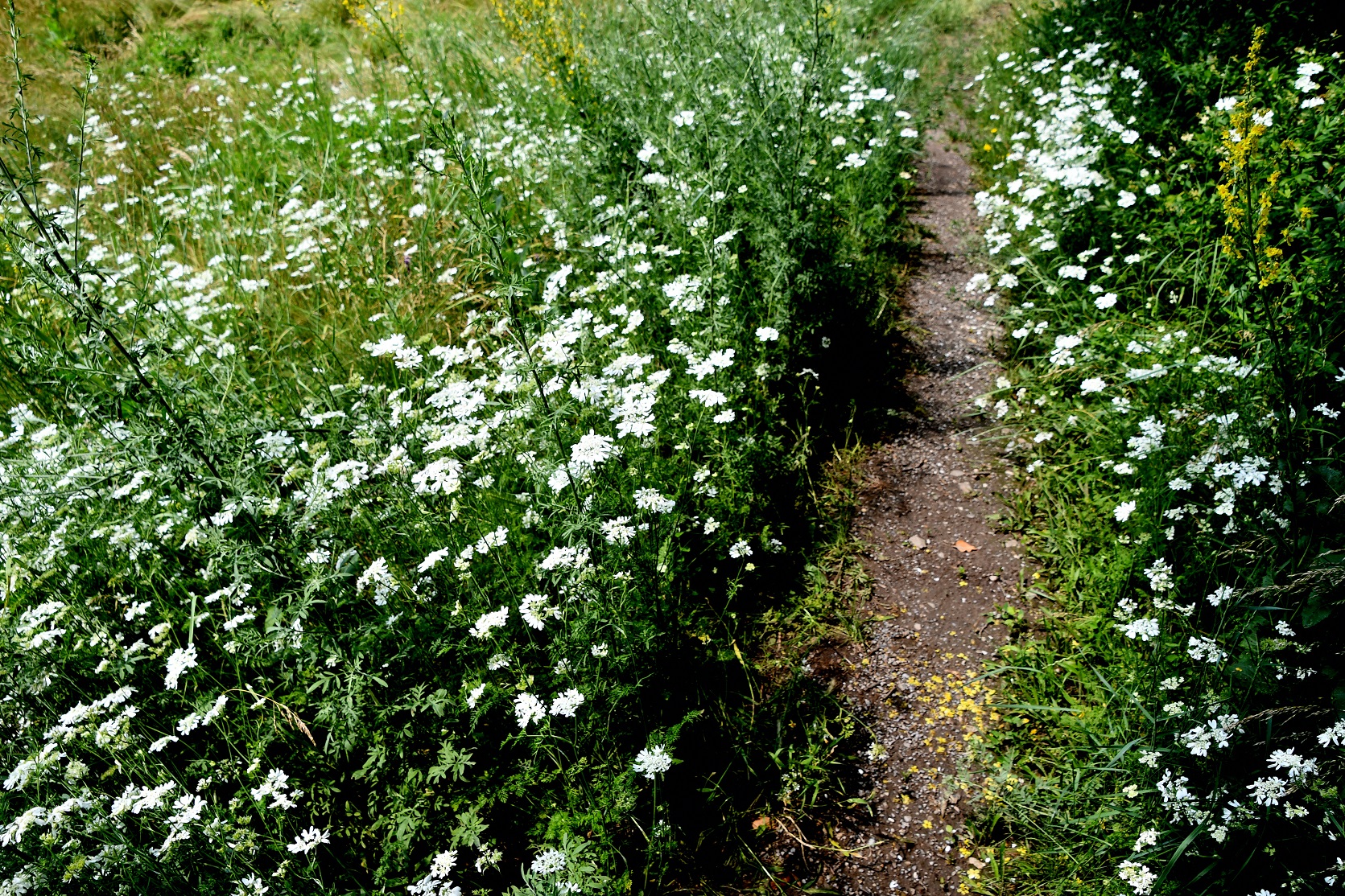 Hainburg - Schlossberg - 09062025 - (19) -  - Orlaya grandiflora - Großblütiger Breitsame.JPG