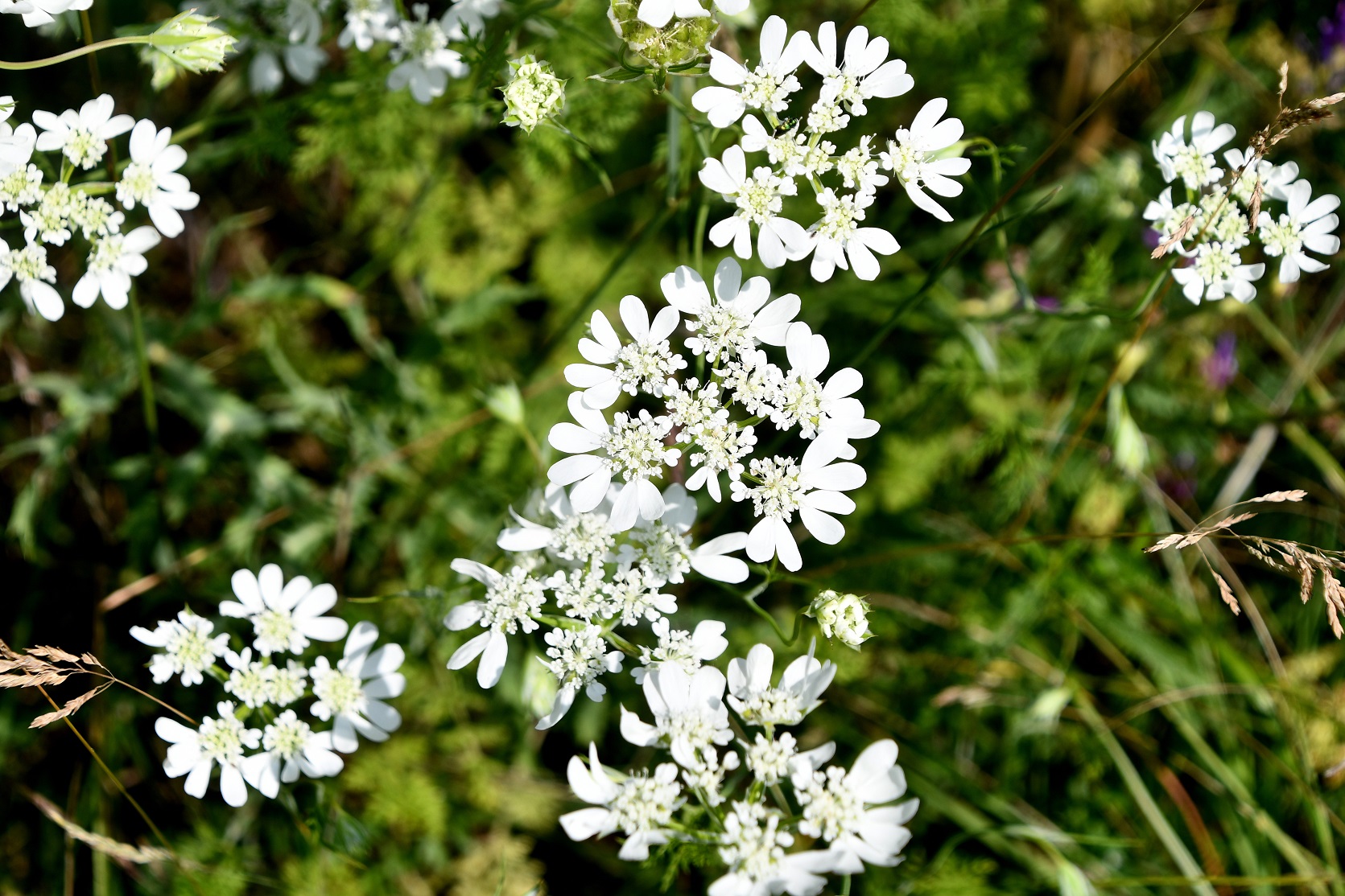 Braunsberg - 09062025 - (139) - - Orlaya grandiflora - Großblütiger Breitsame.JPG