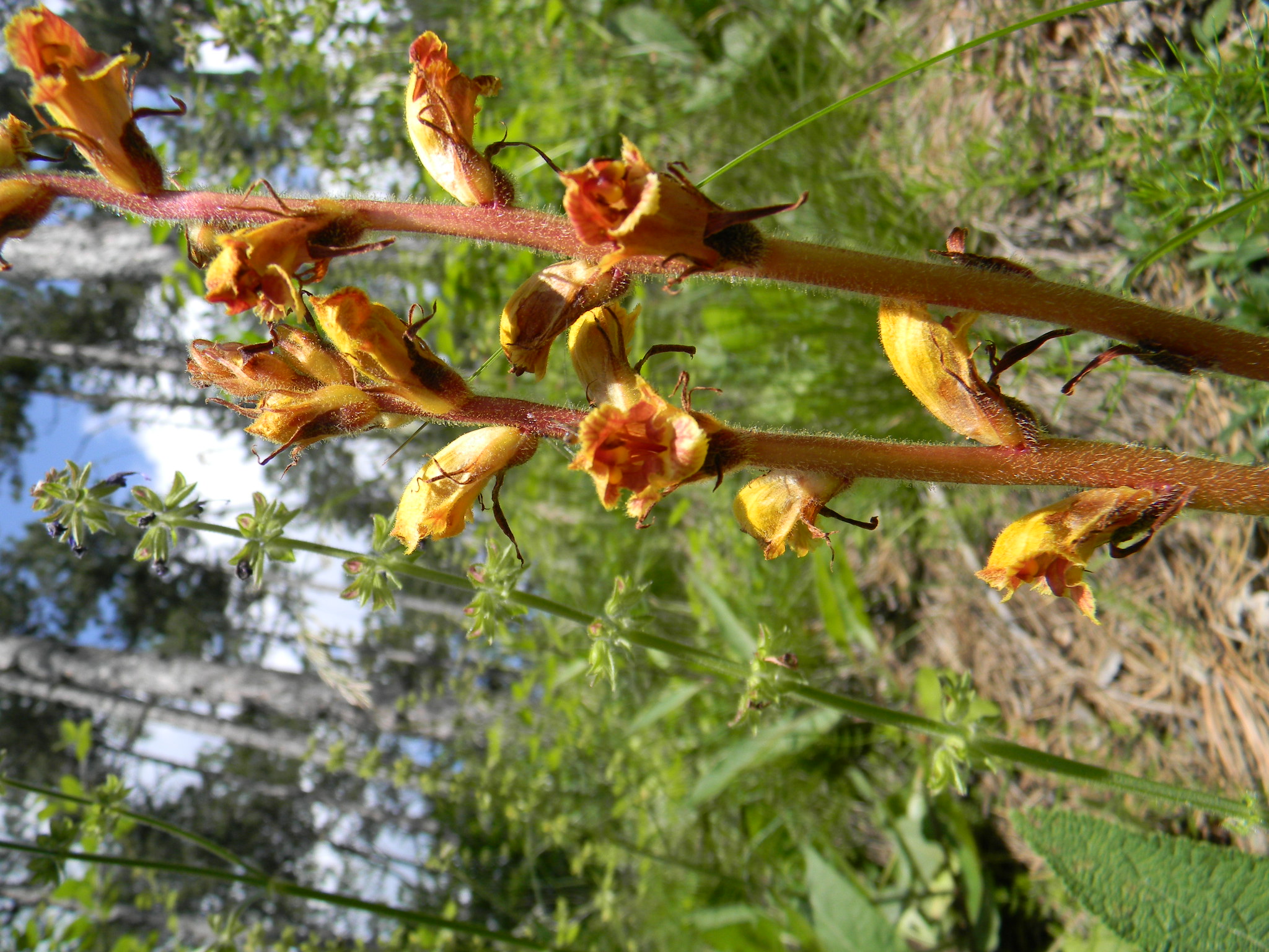DSCN1279.JPG