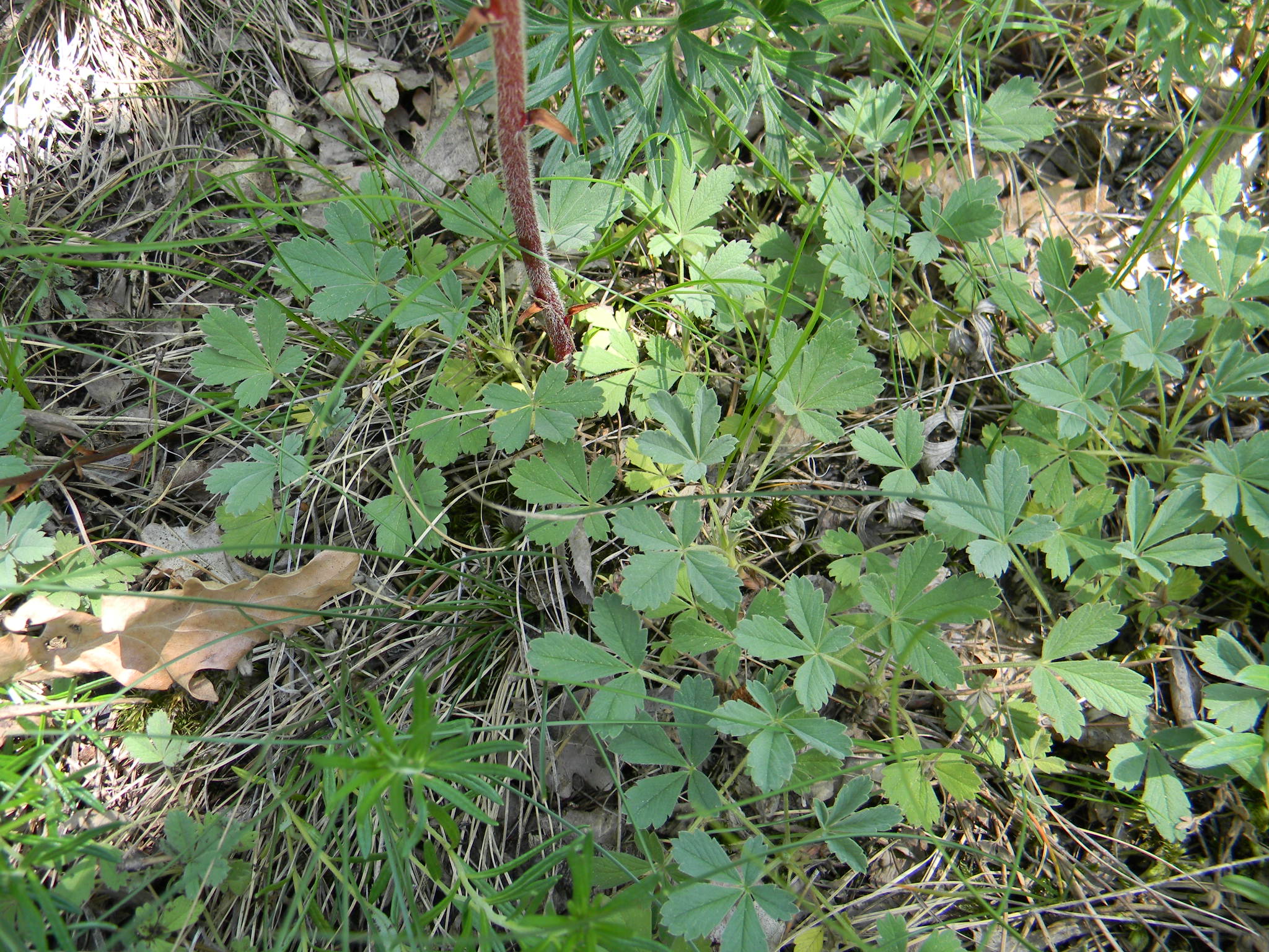 DSCN1310.JPG