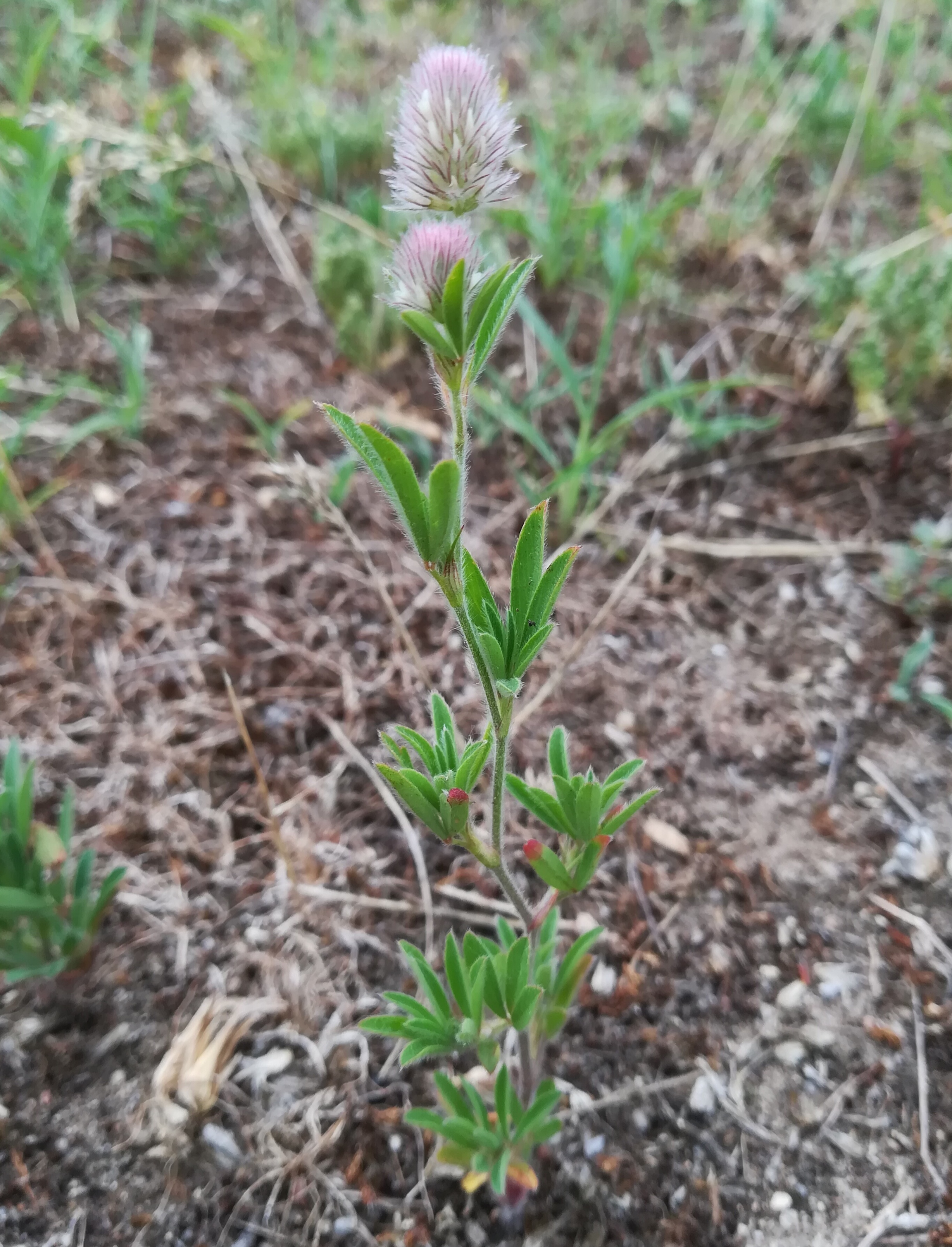 trifolium arvense W moravsky sväty jan_20180606_195332.jpg
