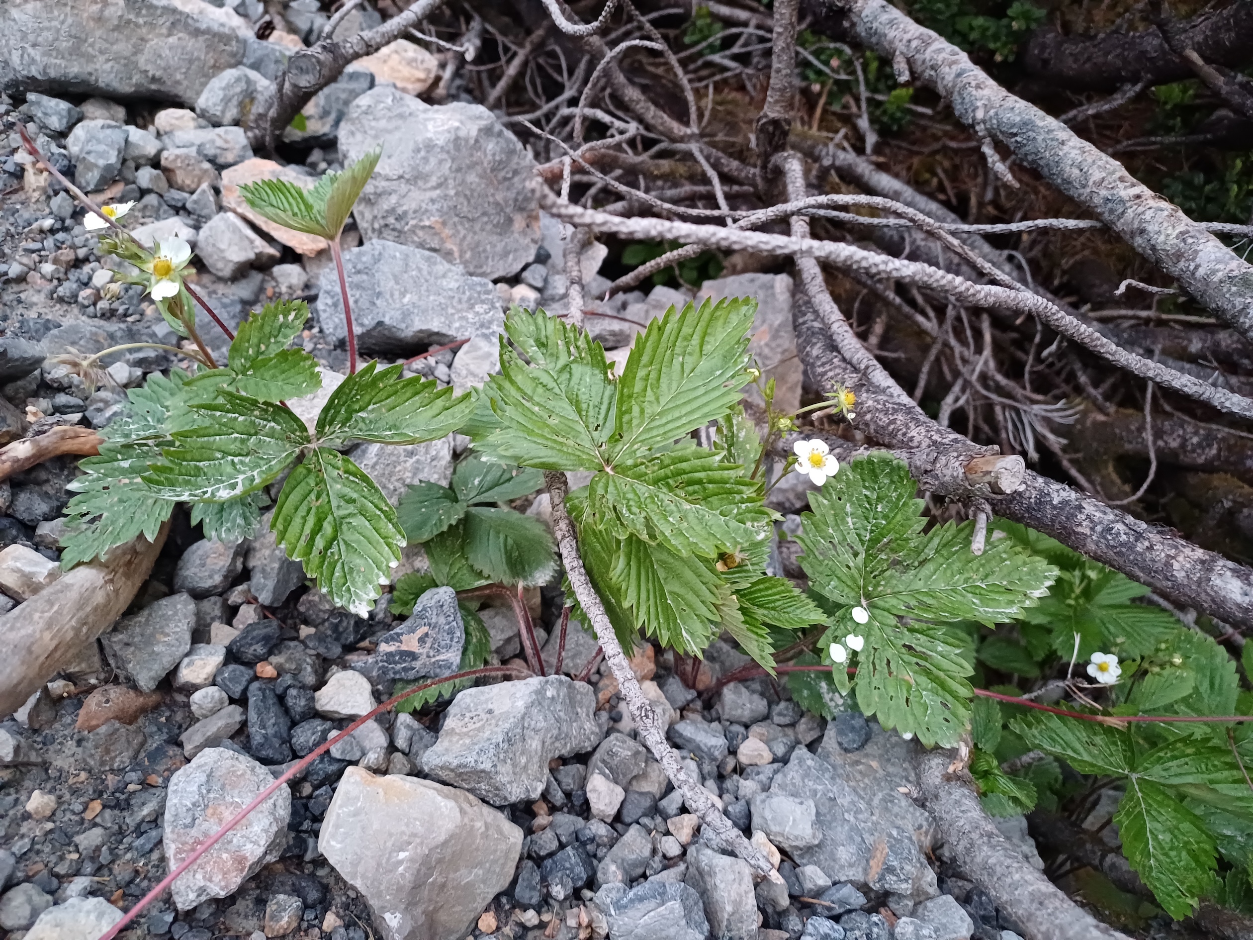 fragaria cf. vesca fadensteig schneeberg 20250607_045851.jpg