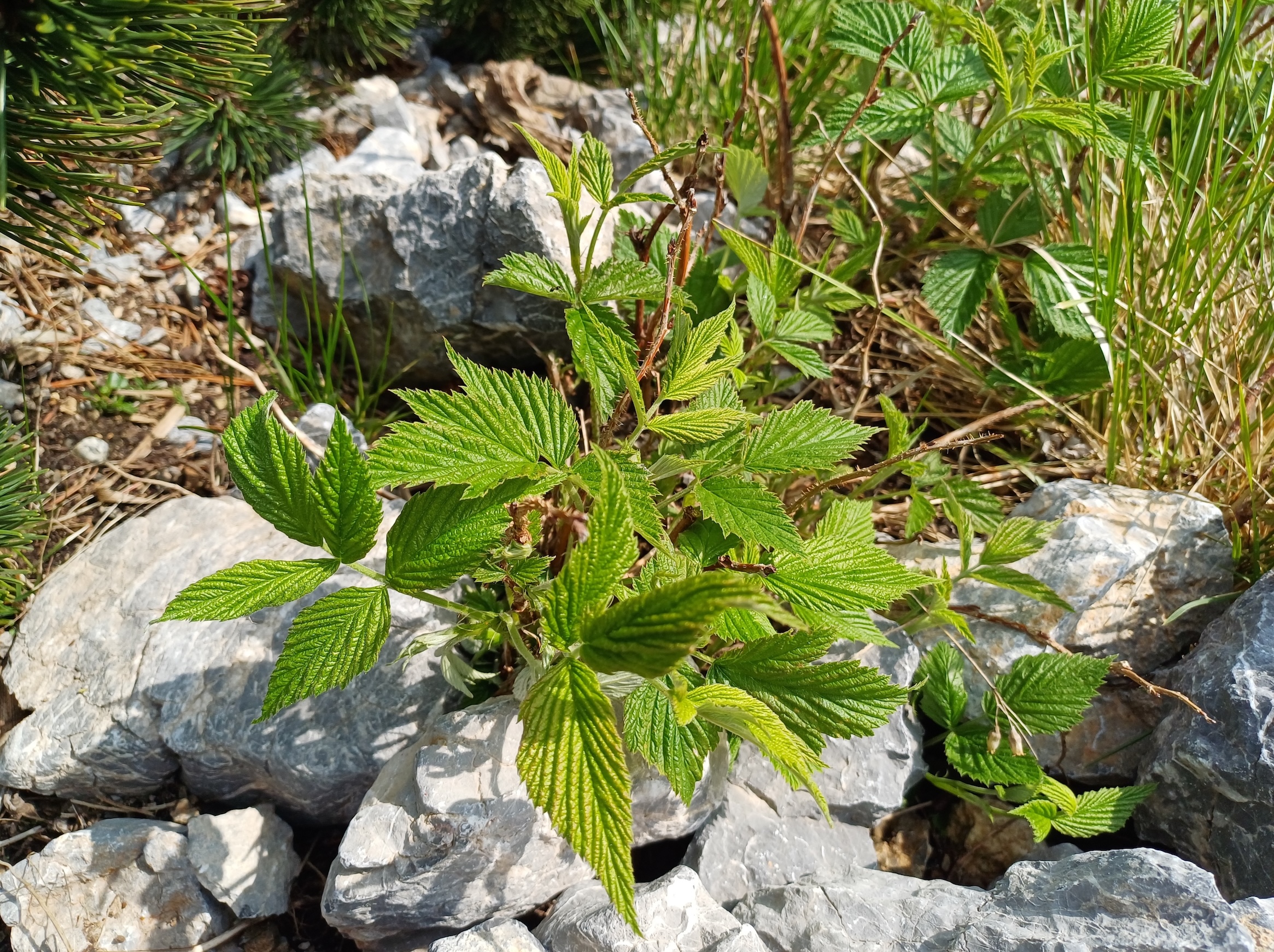 rubus cf. idaeus fadensteig schneeberg 20250607_091439.jpg