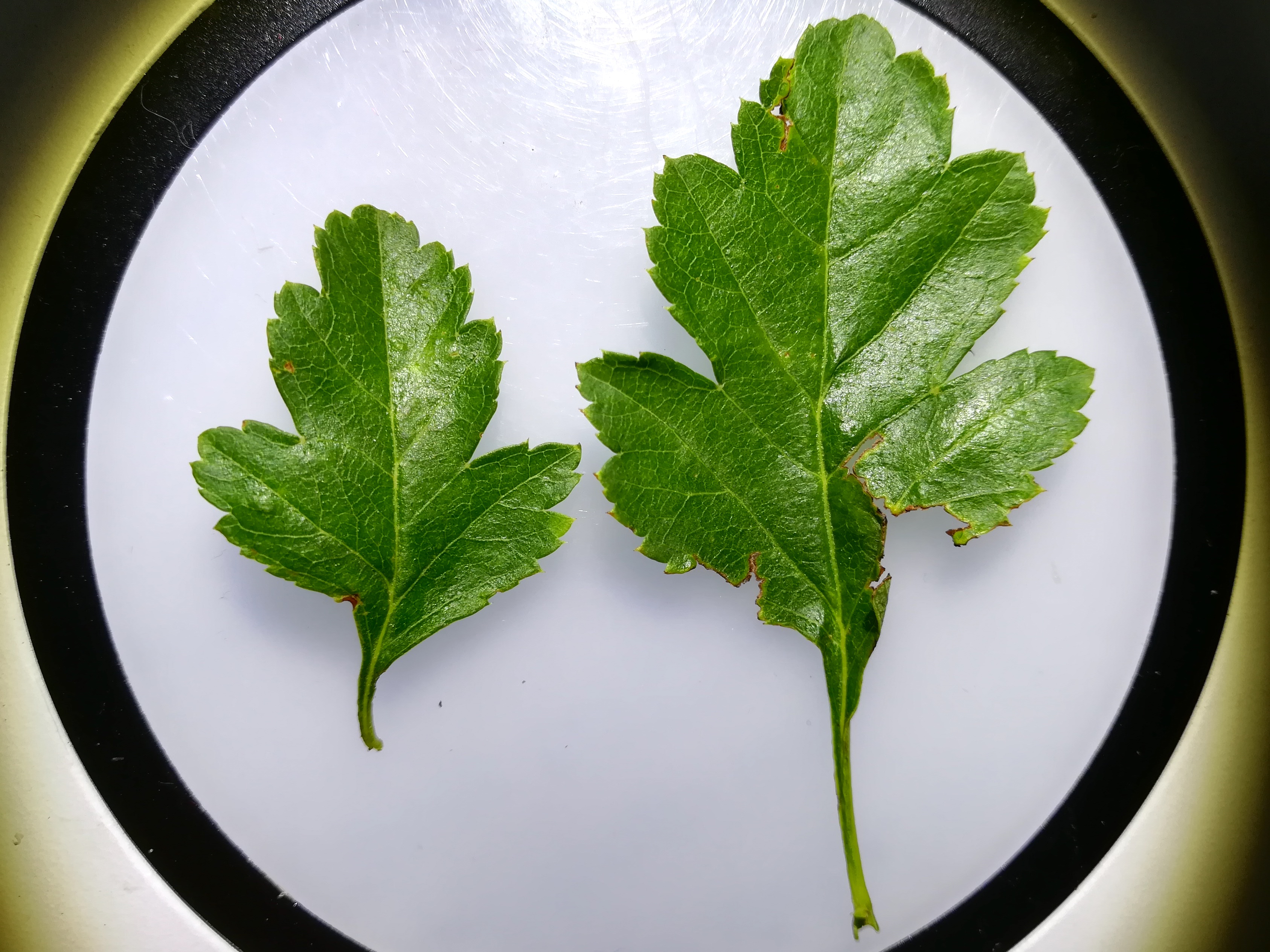 crataegus cf. rhipidophylla bhf marchfeld_20180607_143902.jpg