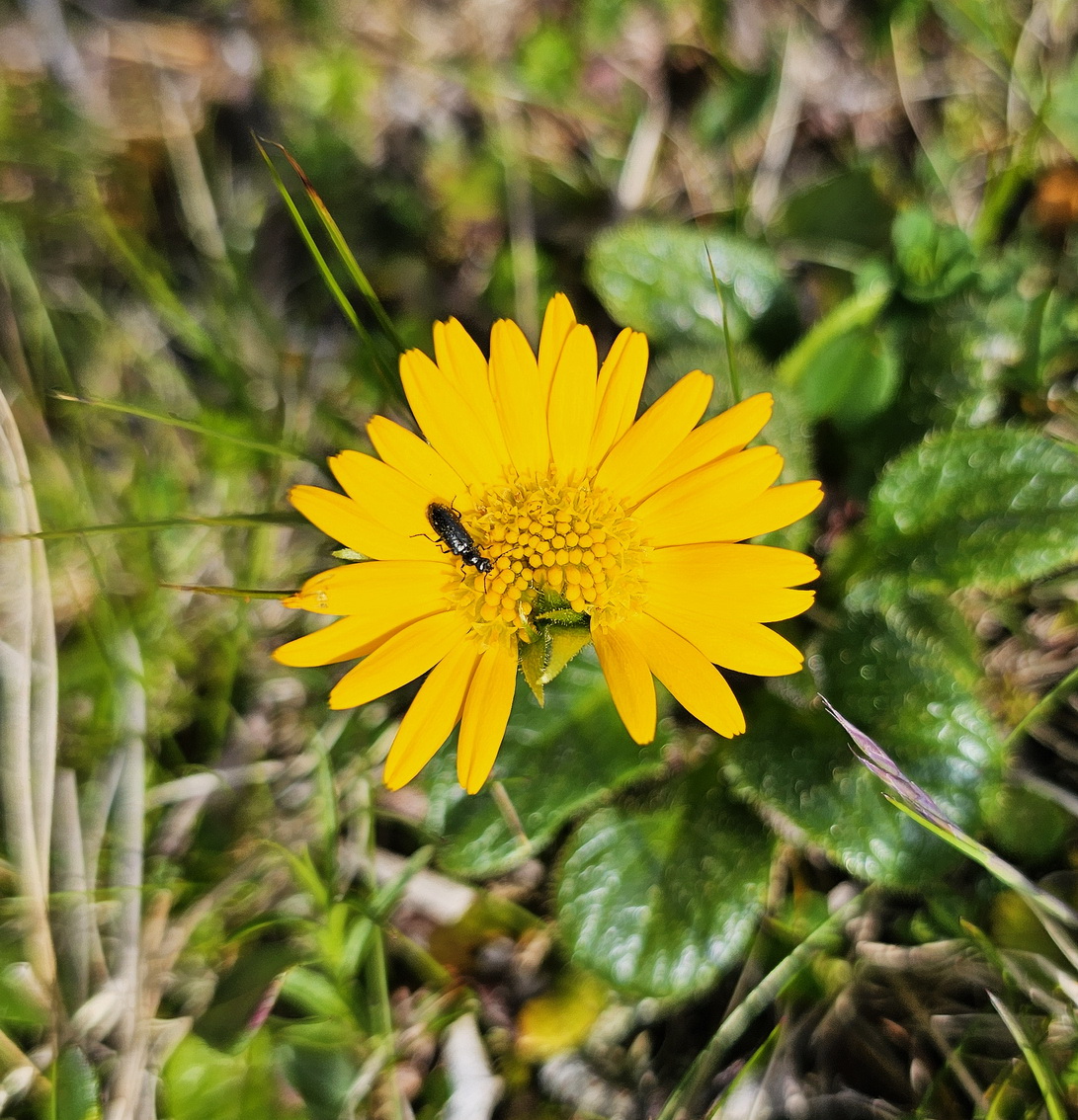 Doronicum glaciale.jpg