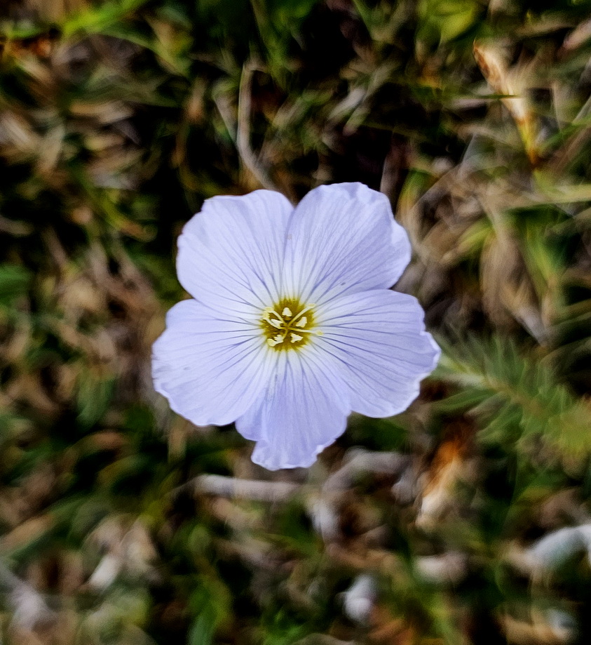 Linum alpinum.jpg