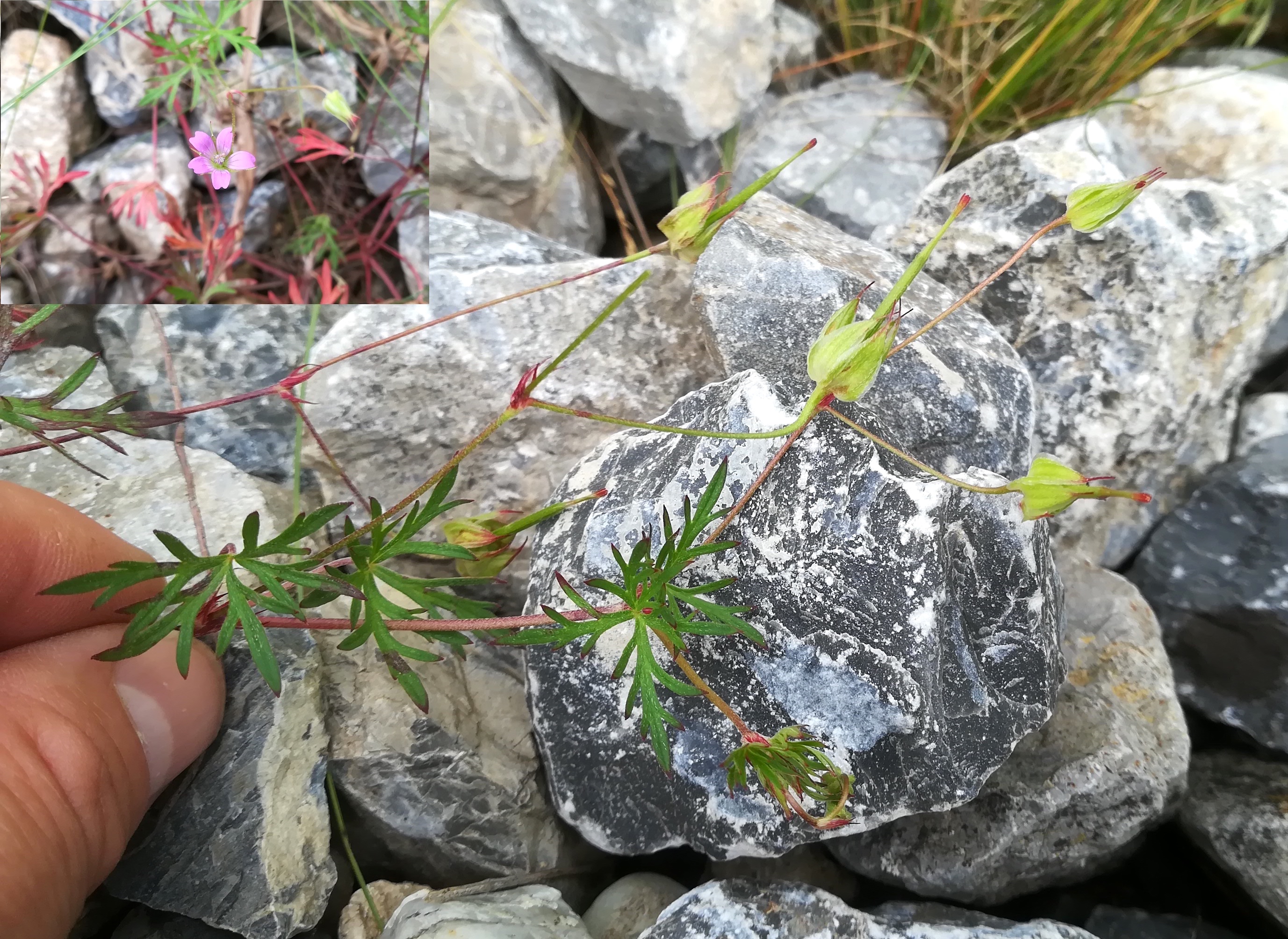 geranium columbinum bhf marchfeld_20180607_111250.jpg