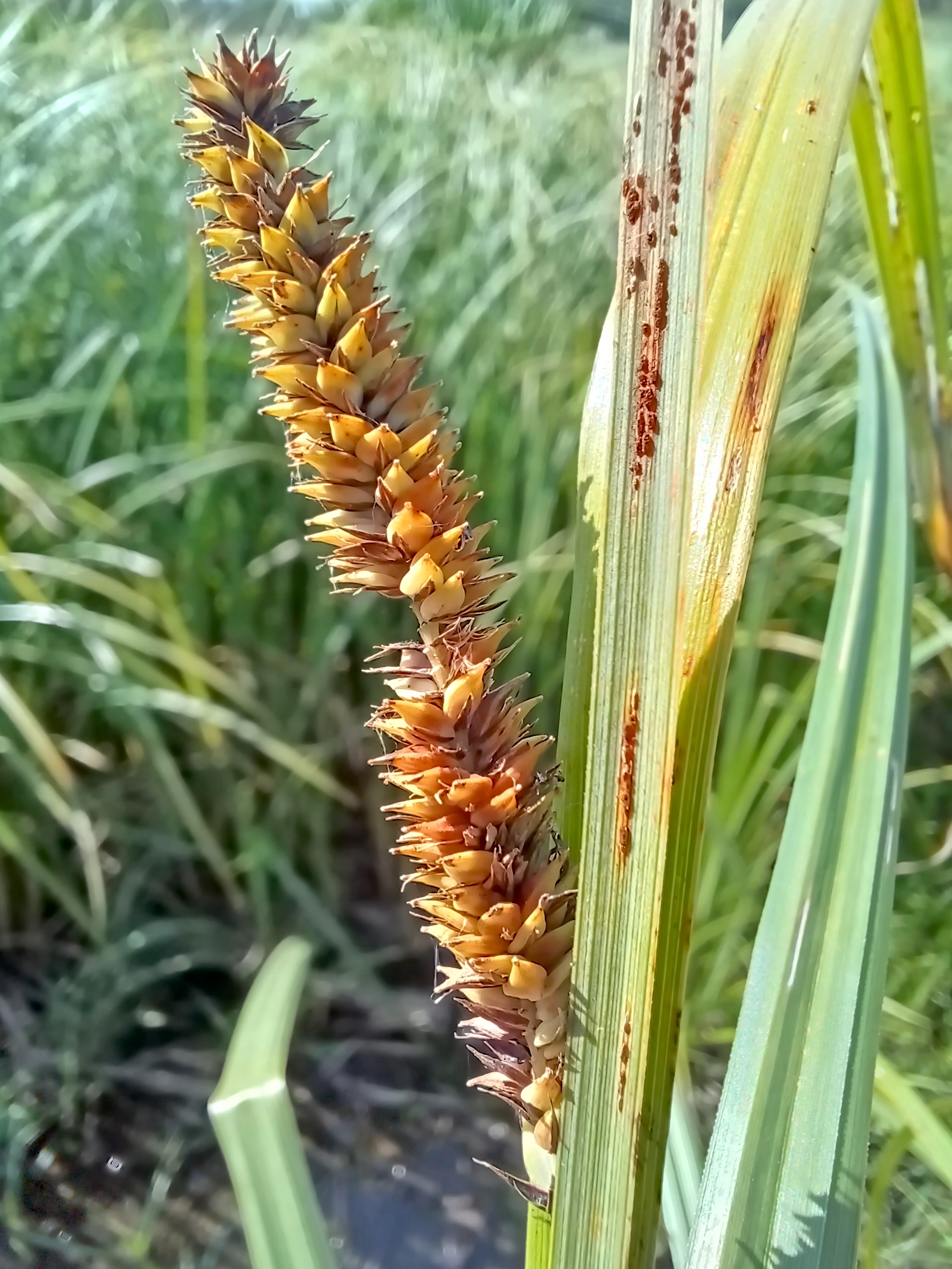 carex acutiformis zw. kiebietzbach und fischa E gramatneusiedl 20250620_094638.jpg