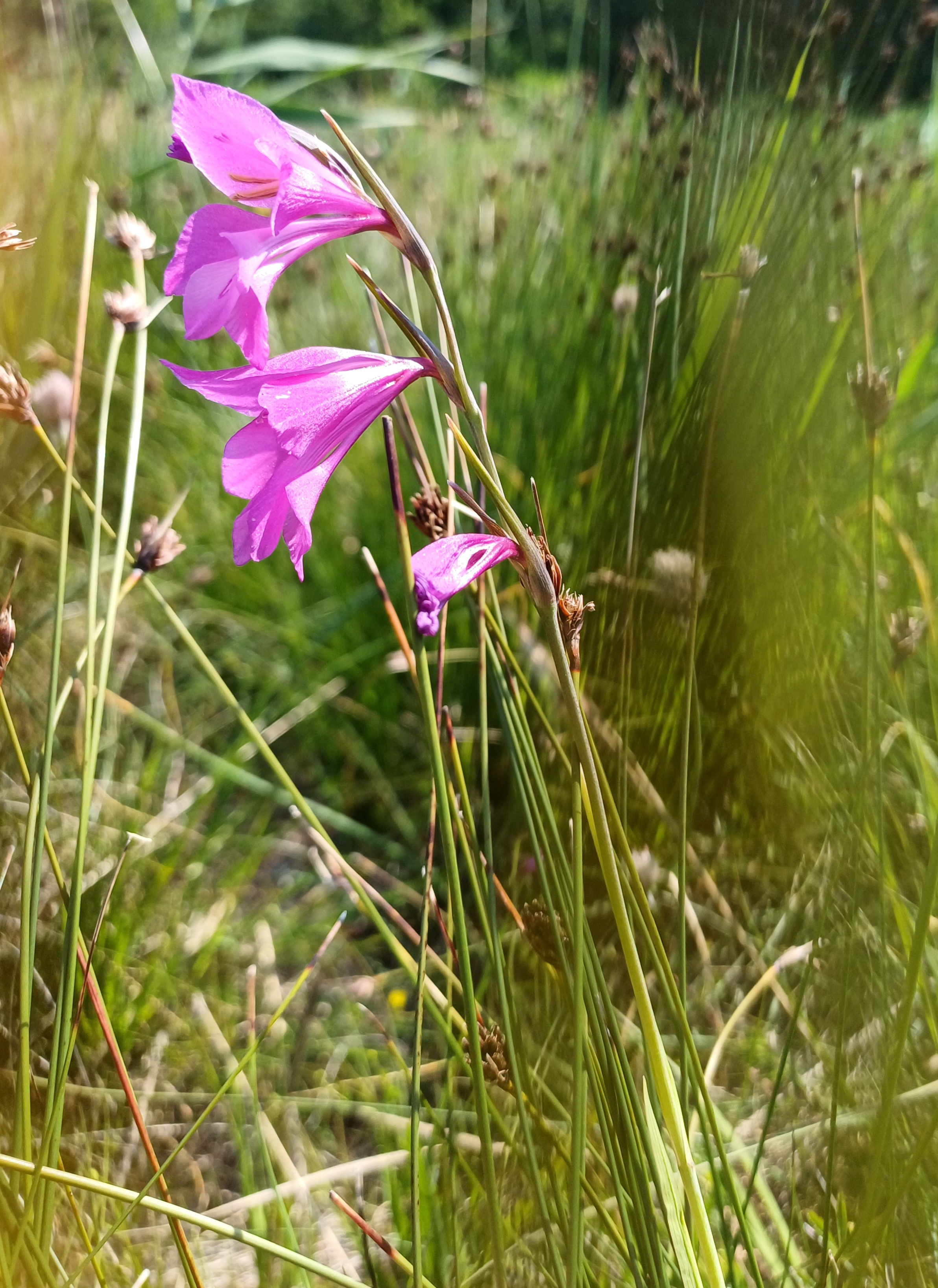 gladiolus palustris brunnlust 20250619_103216.jpg