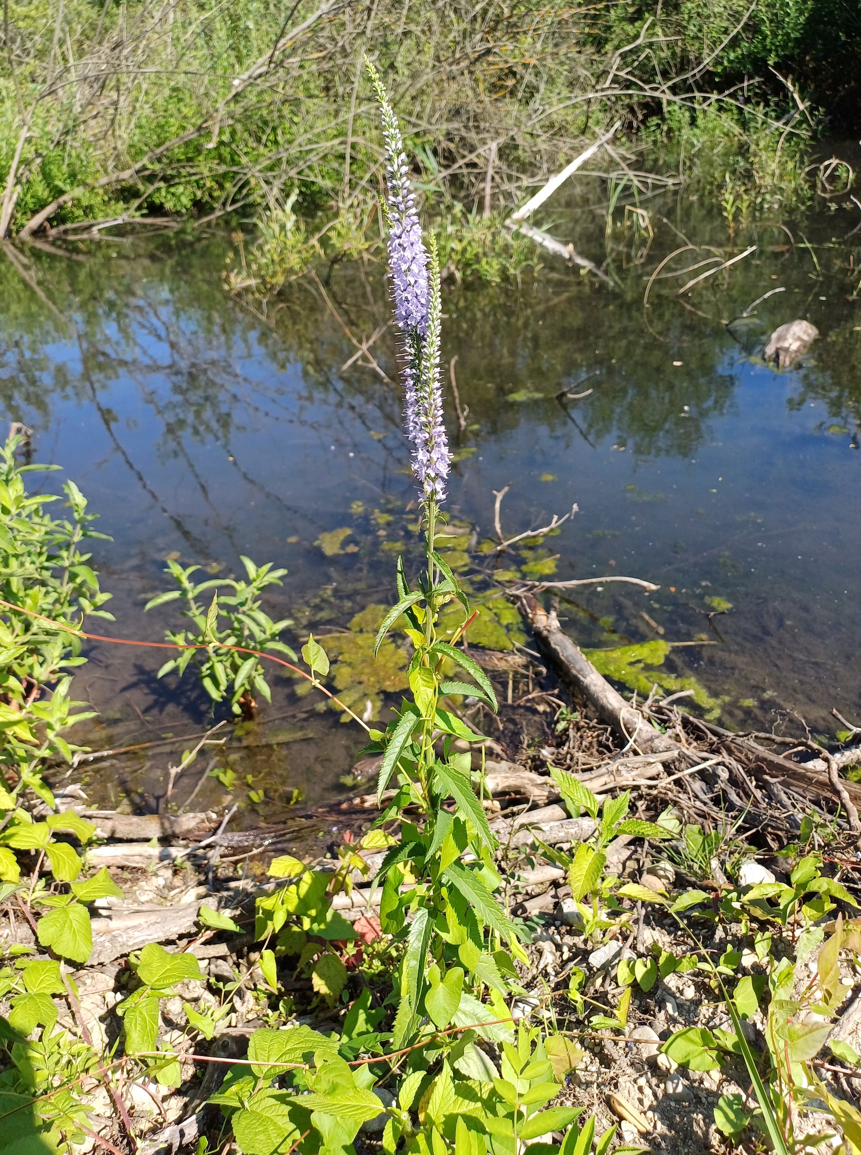 veronica maritima zw. kiebietzbach und fischa E gramatneusiedl 20250620_101017.jpg