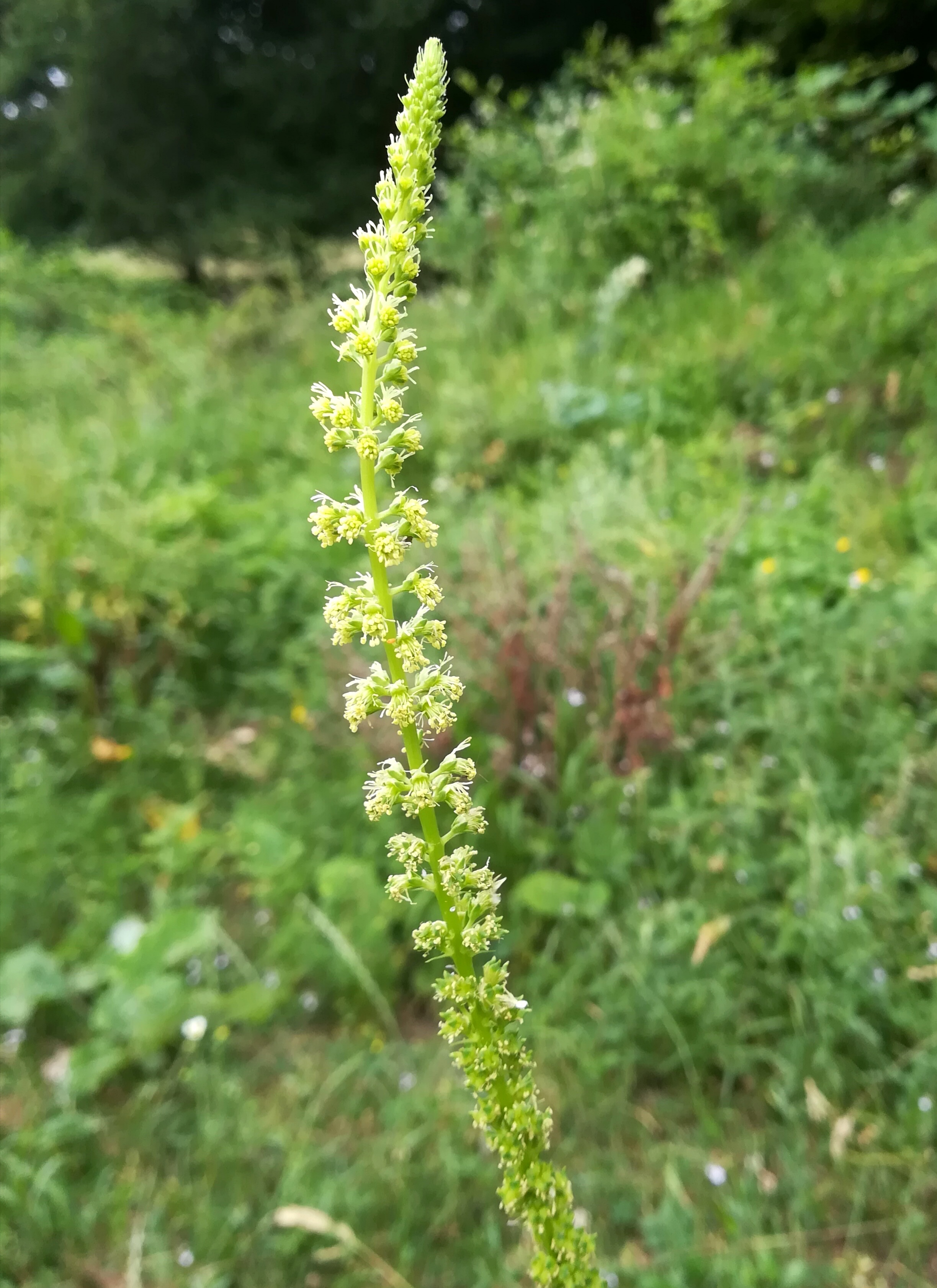 reseda luetola lainzer tiergarten_nikolaitor_20180608_164139.jpg