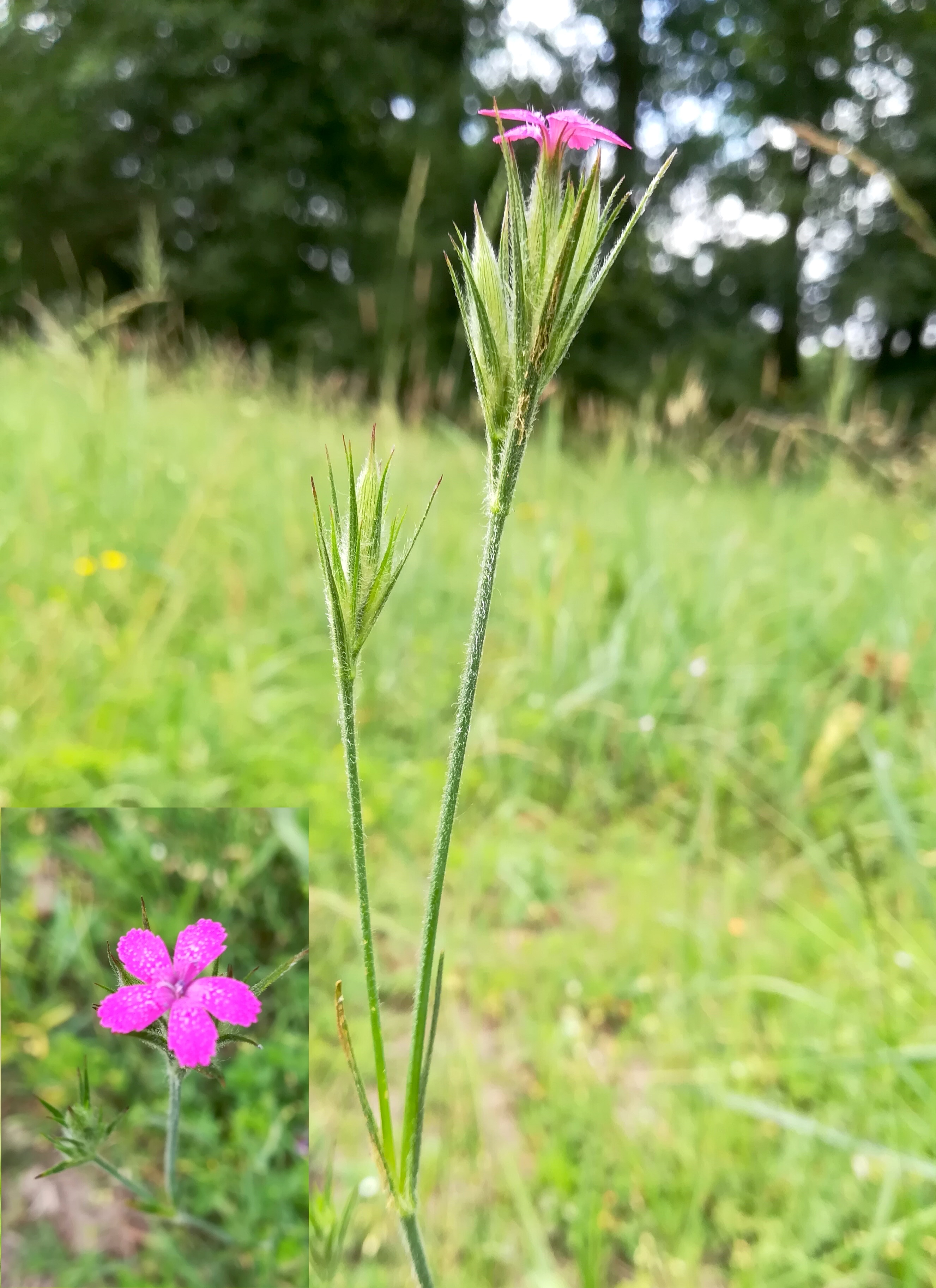 dianthus armeria lainzer tiergarten glasgrabenwiese_20180608_163520.jpg