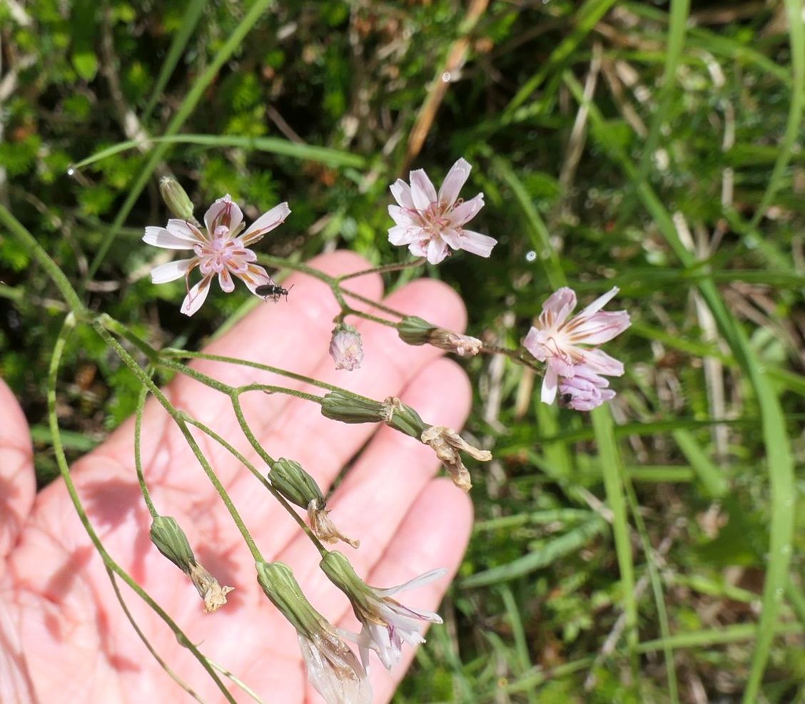 2P1135604 as.jpg