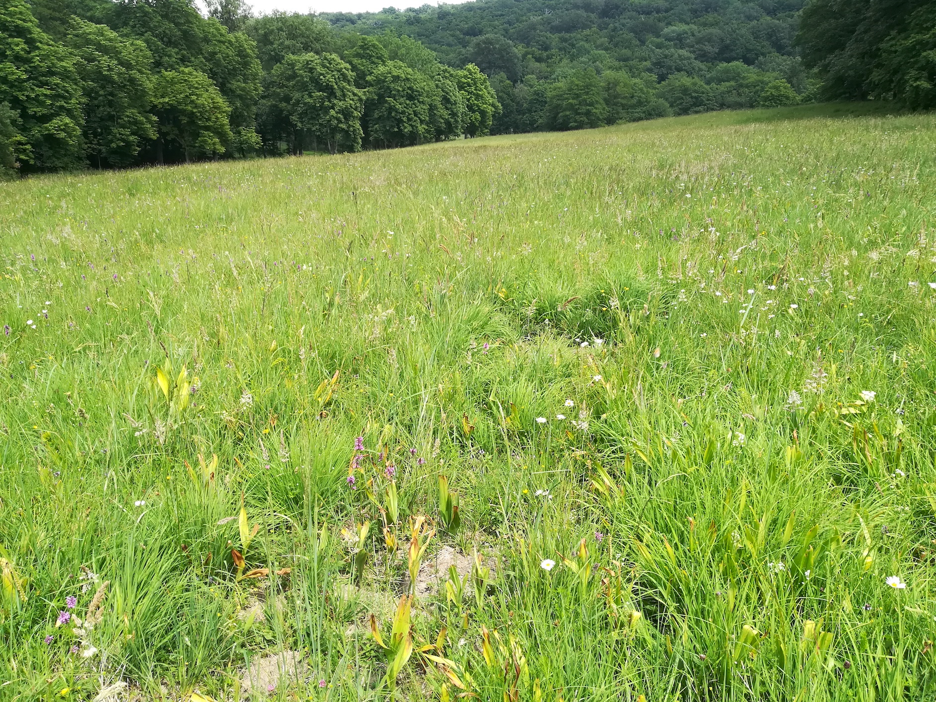 lainzer tiergarten glasgrabenwiese_20180608_133438.jpg