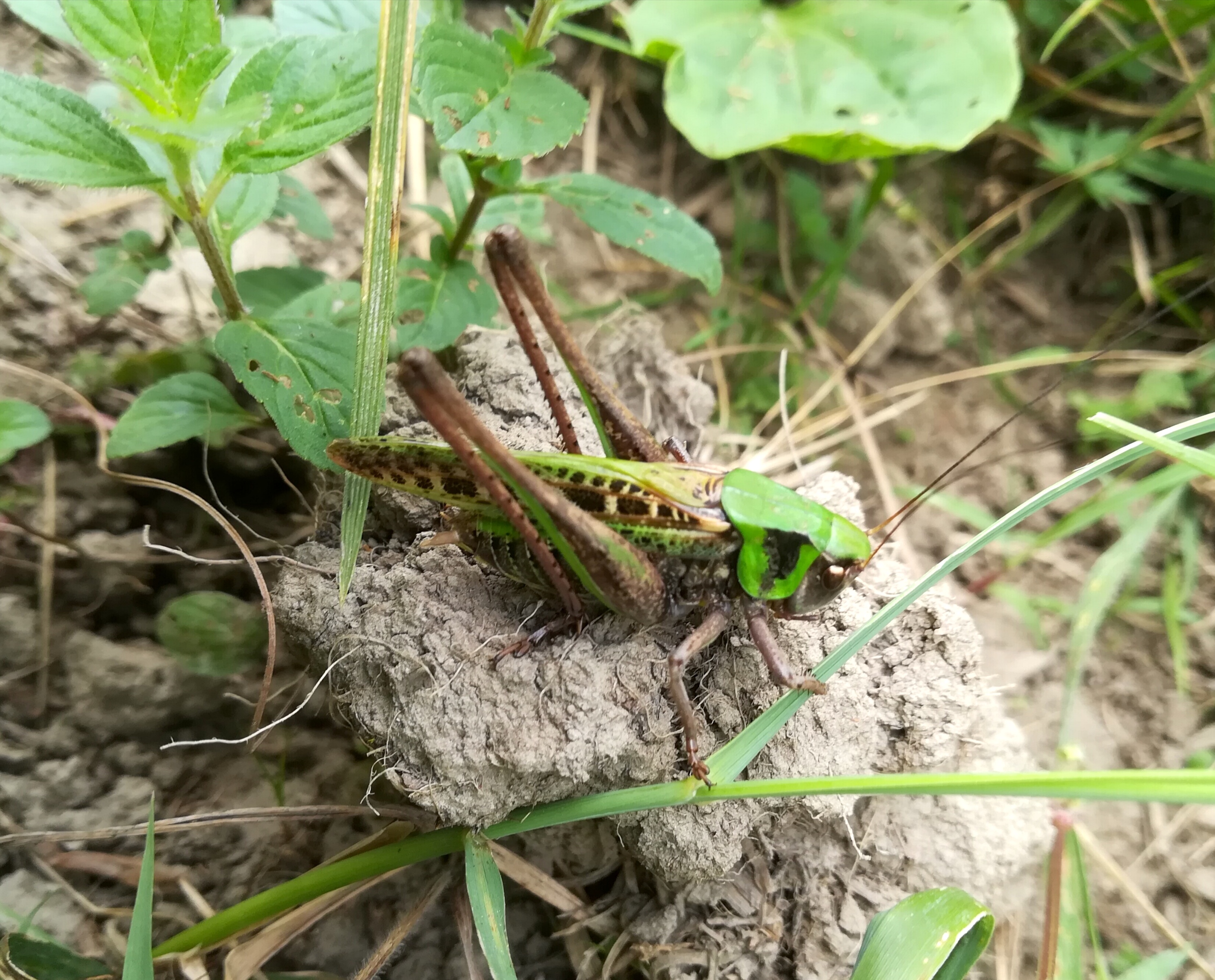 dectucivorus verrucosus lainzer tiergarten glasgrabenwiese_20180608_164248.jpg