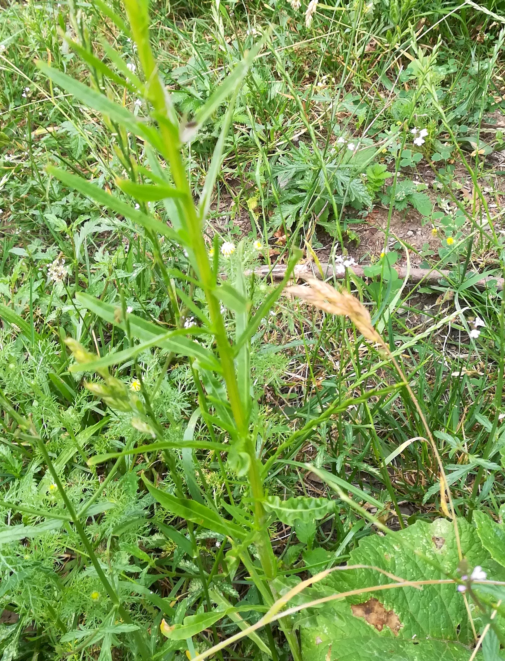 reseda luteola lainzer tiergarten nikolaitor_20180608_094002.jpg