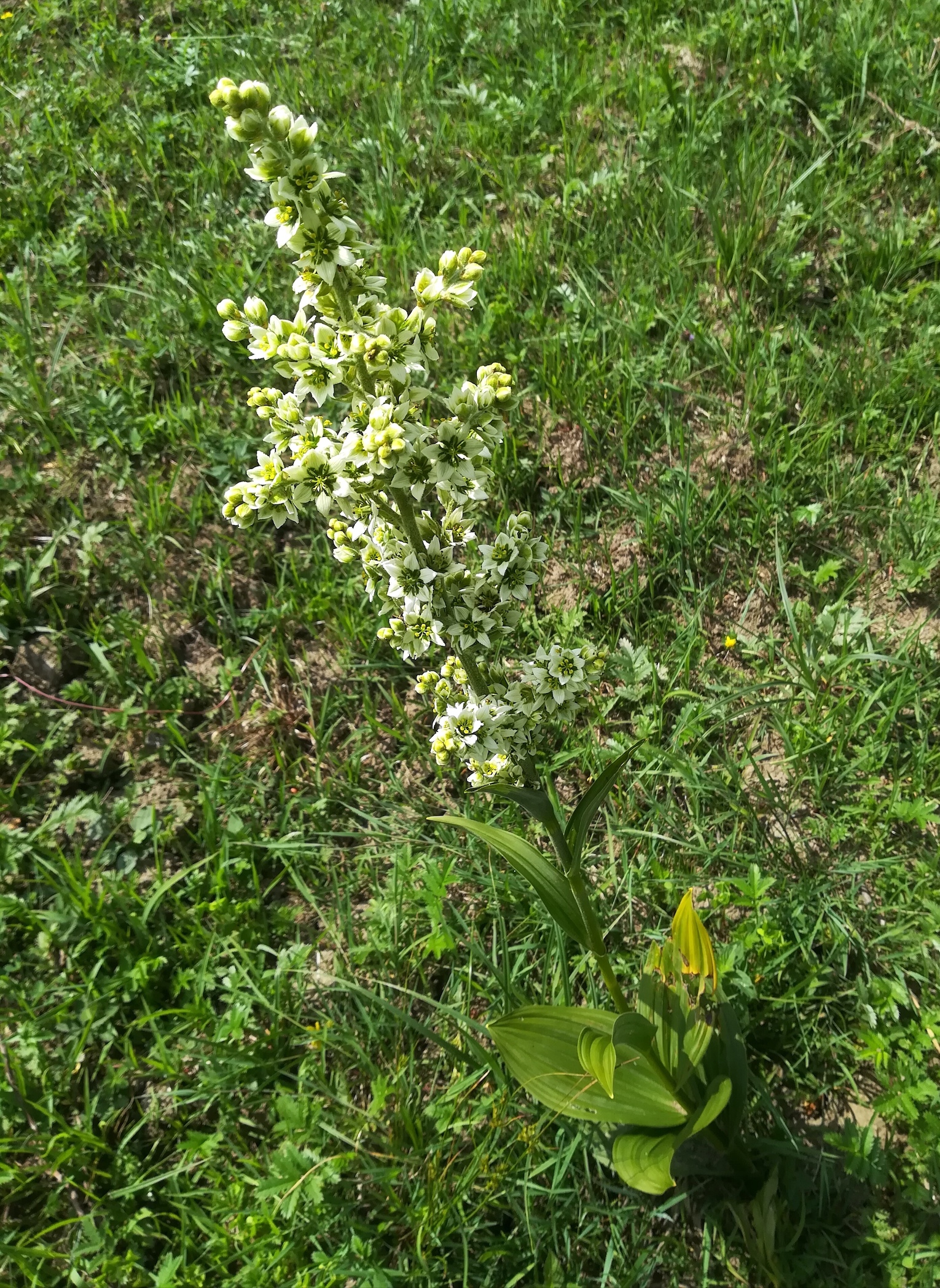 veratrum album lainzer tiergarten glasgrabenwiese_20180608_164215.jpg