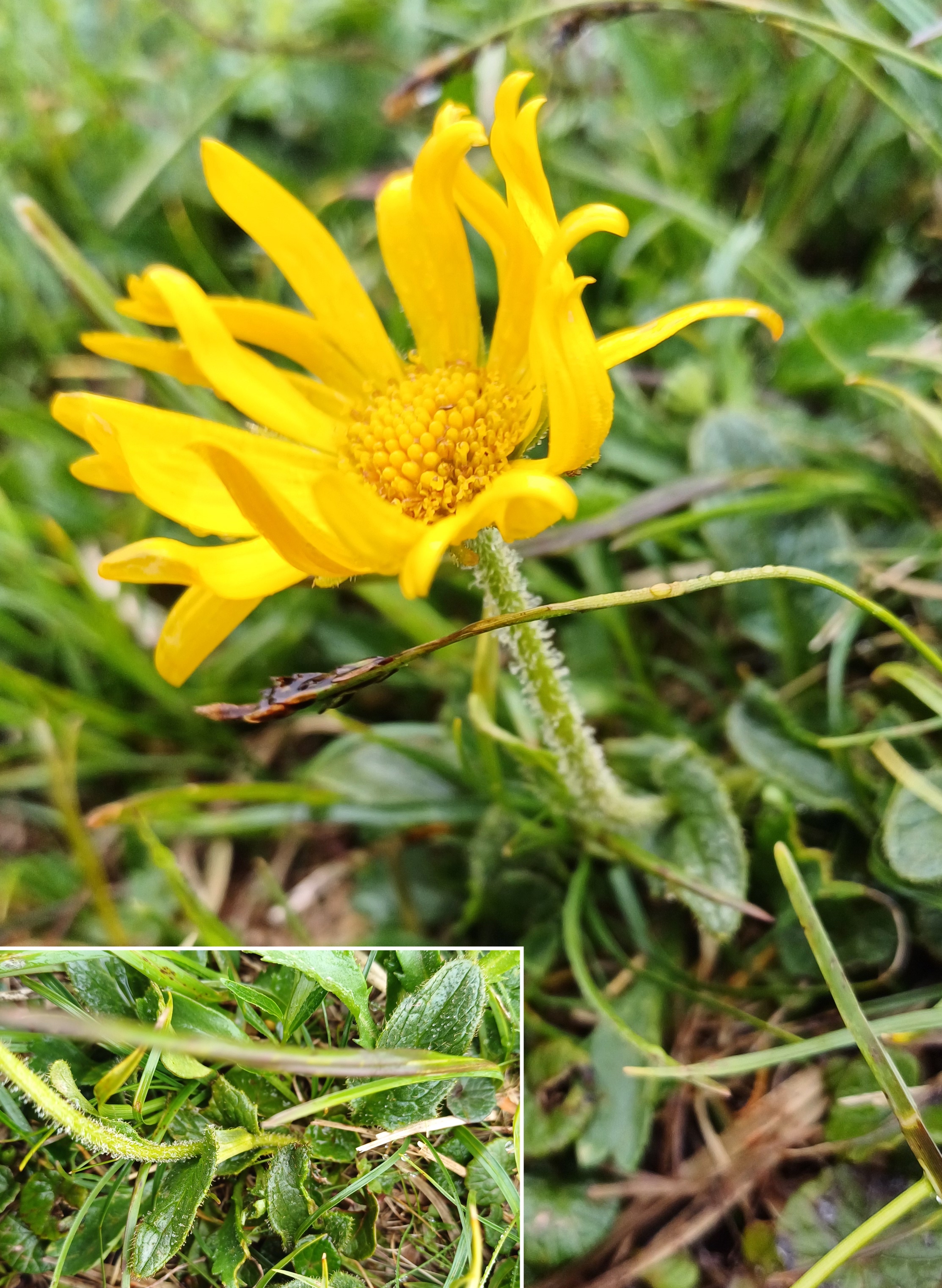 doronicum glaciale s. lat. SE donnerkogel schneeberg plateau 20250628_101610.jpg
