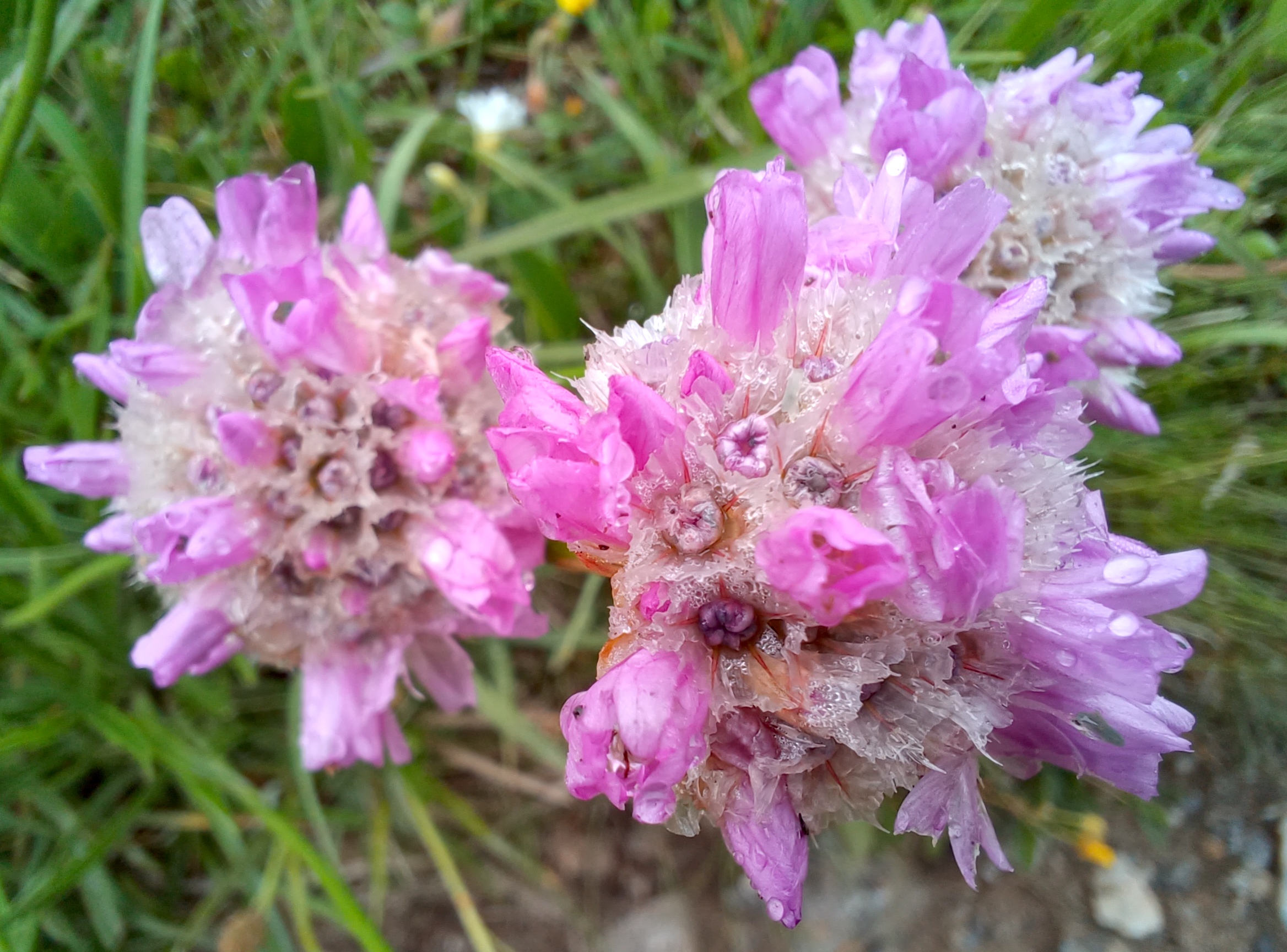 armeria alpina wassergraben schneeberg plateau 20250628_123245.jpg