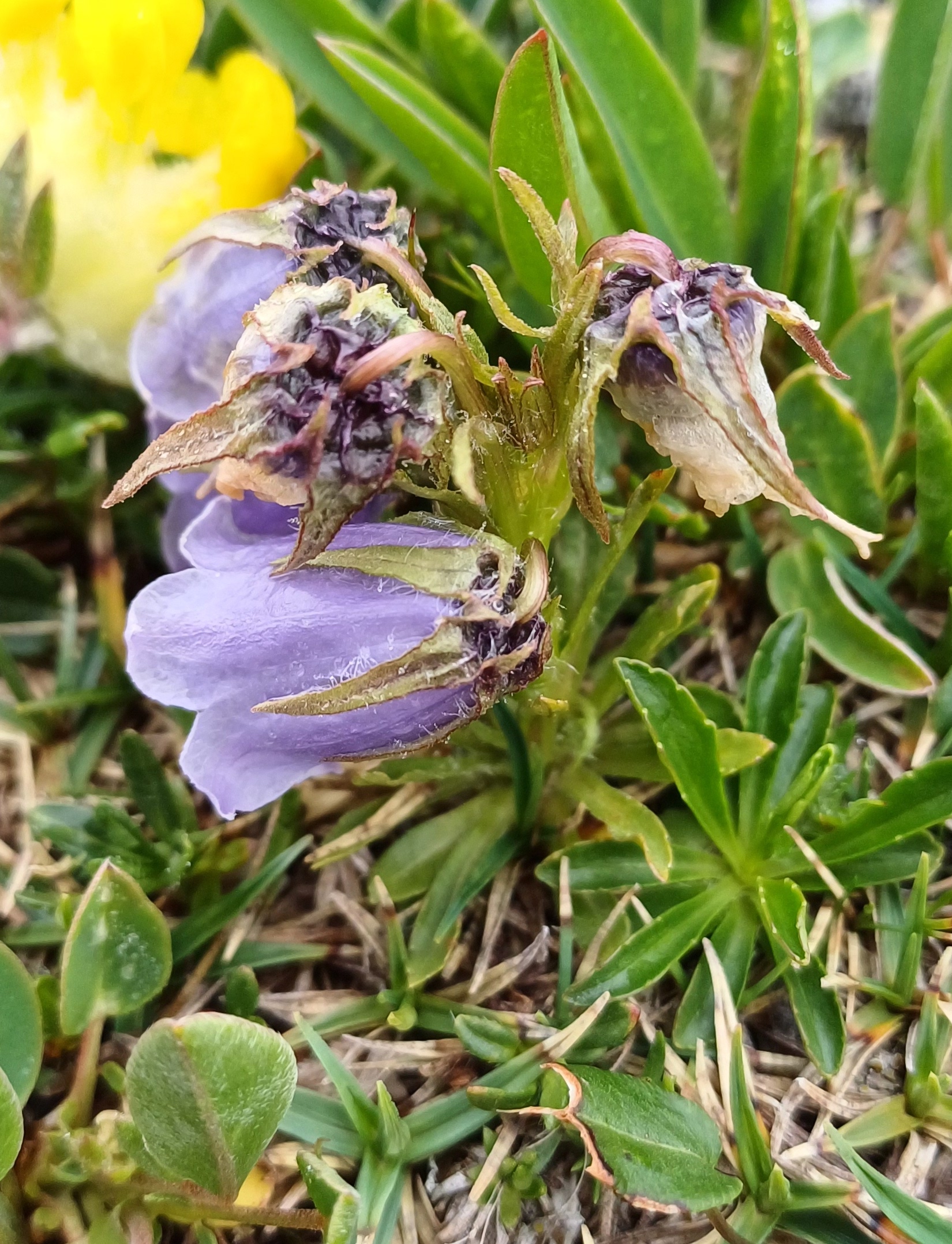 campanula alpina SE donnerkogel schneeberg plateau 20250628_122402.jpg