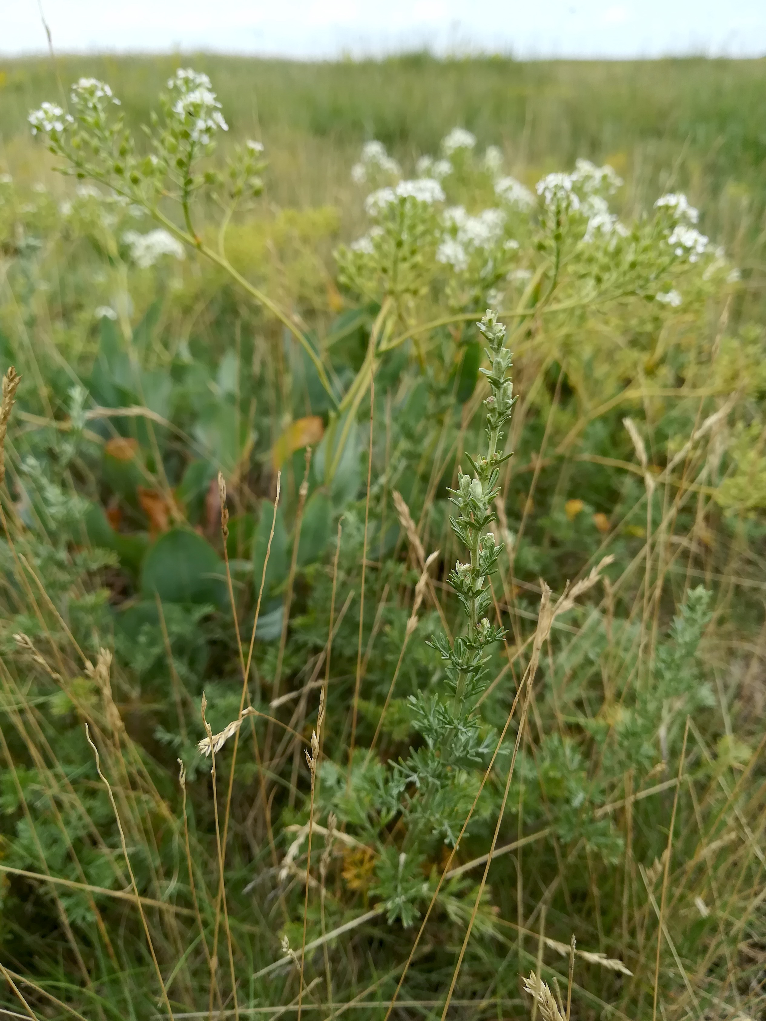 artemisia santonicum seewinkel lange lacke_20180609_142319.jpg