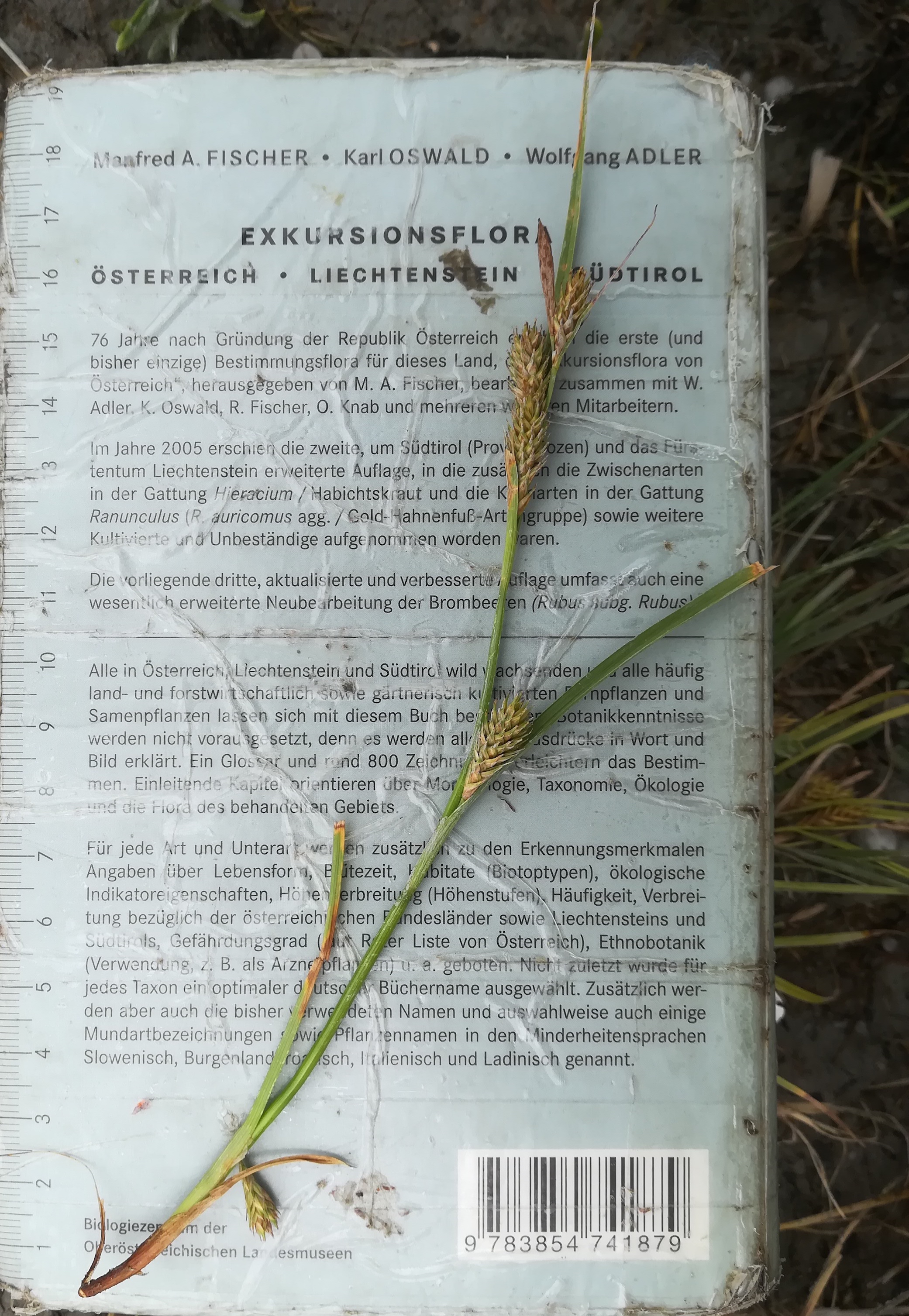 carex cf. secalina seewinkel lange lacke_20180609_130436.jpg