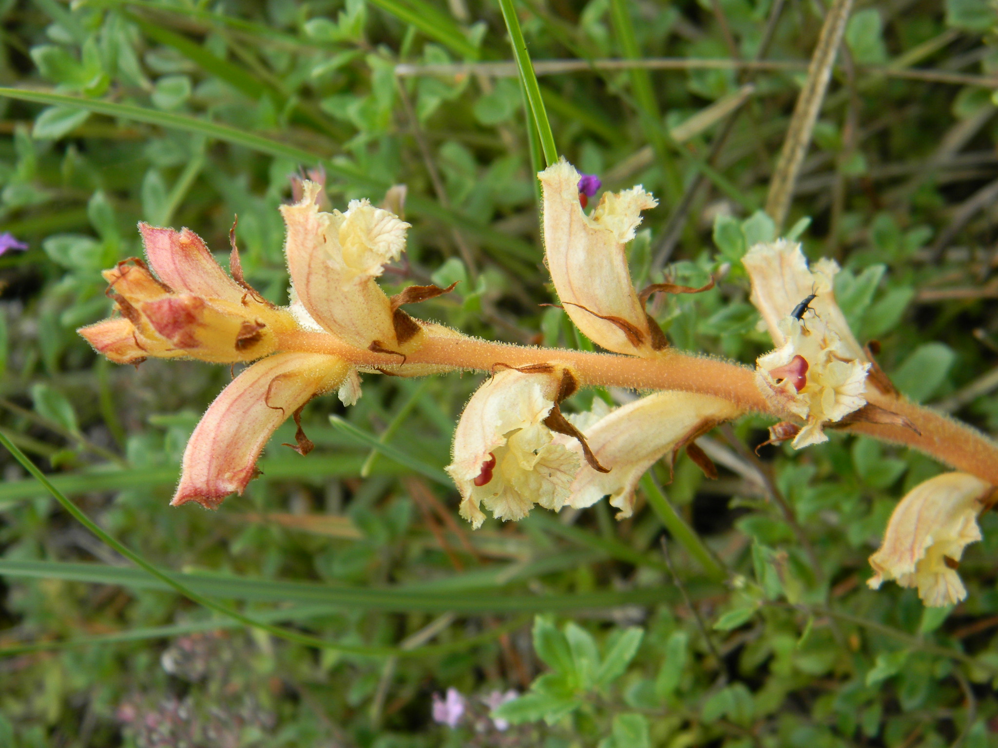 DSCN1442.JPG
