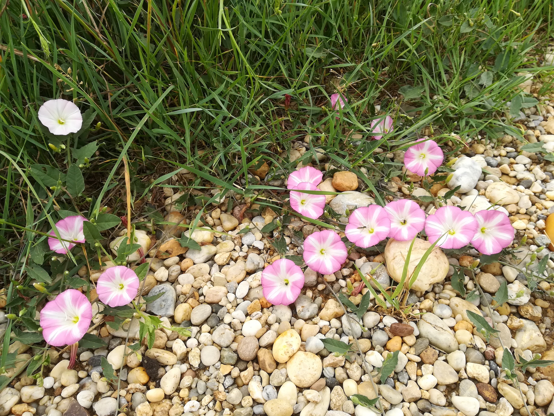 convolvulus arvensis rosa seewinkel lange lacke_20180609_104413.jpg