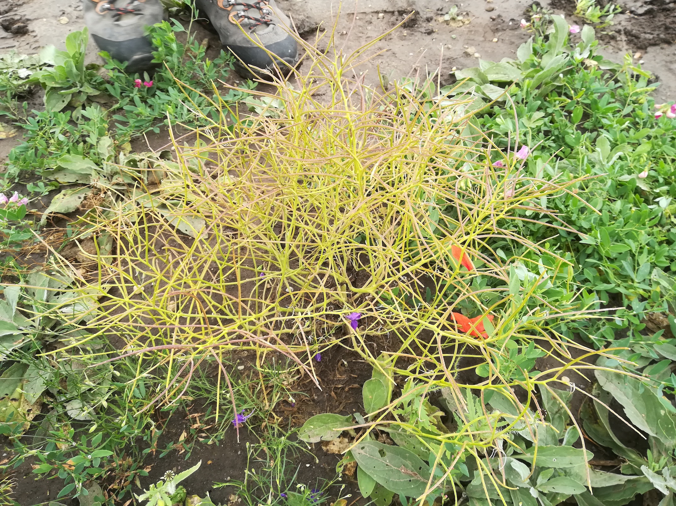 erysimum repandum seewinkel lange lacke_20180609_140620.jpg