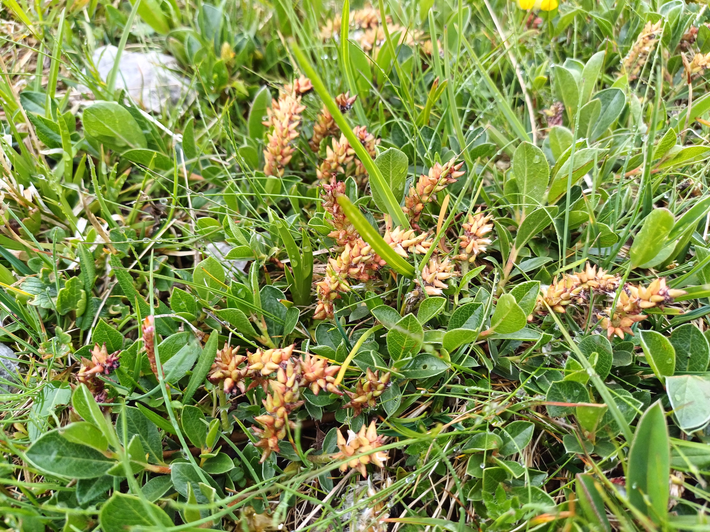 salix cf. retusa SE donnerkogel schneeberg plateau 20250628_122453.jpg