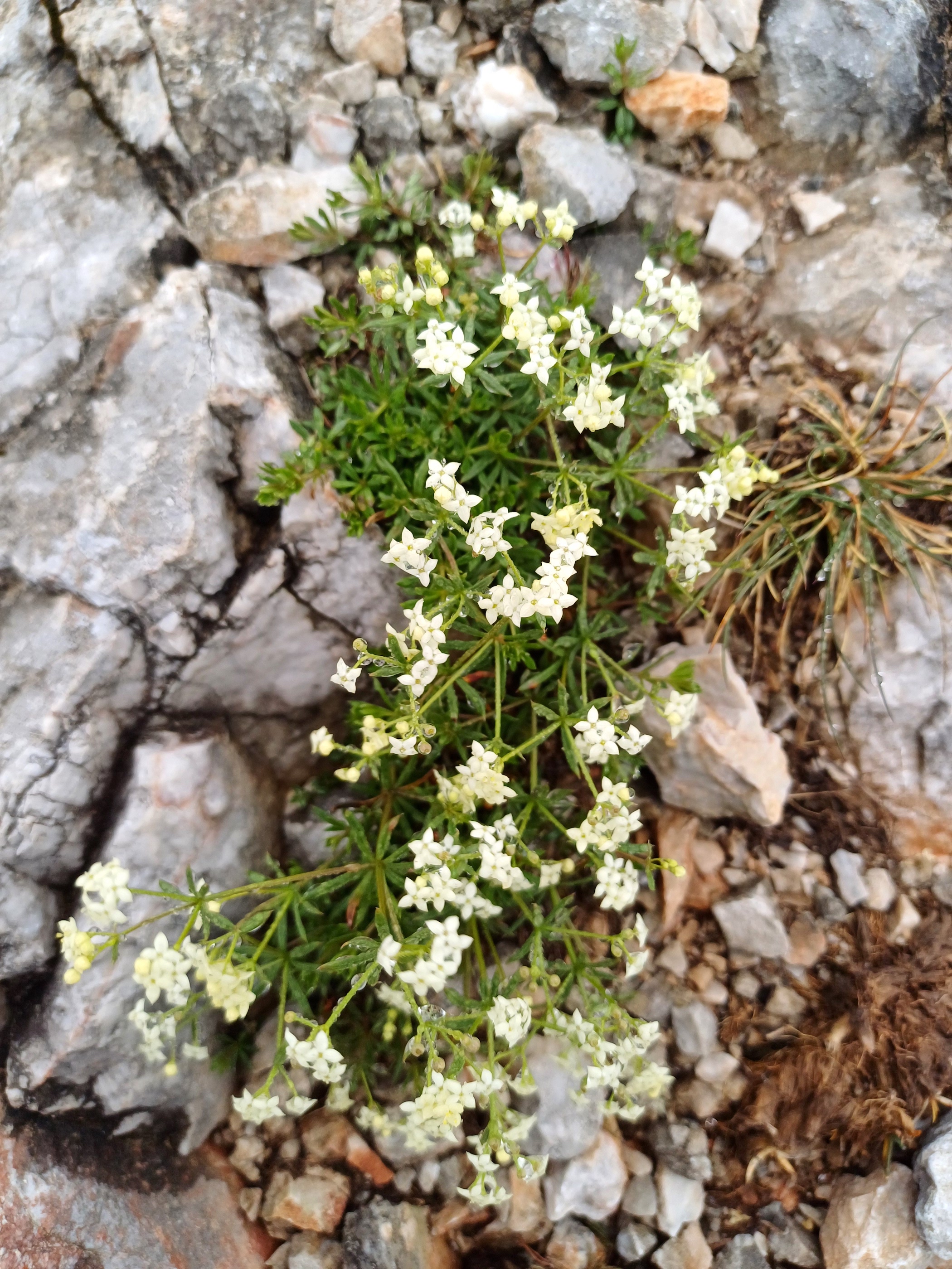 galium sp. SE donnerkogel schneeberg plateau 20250628_100330.jpg