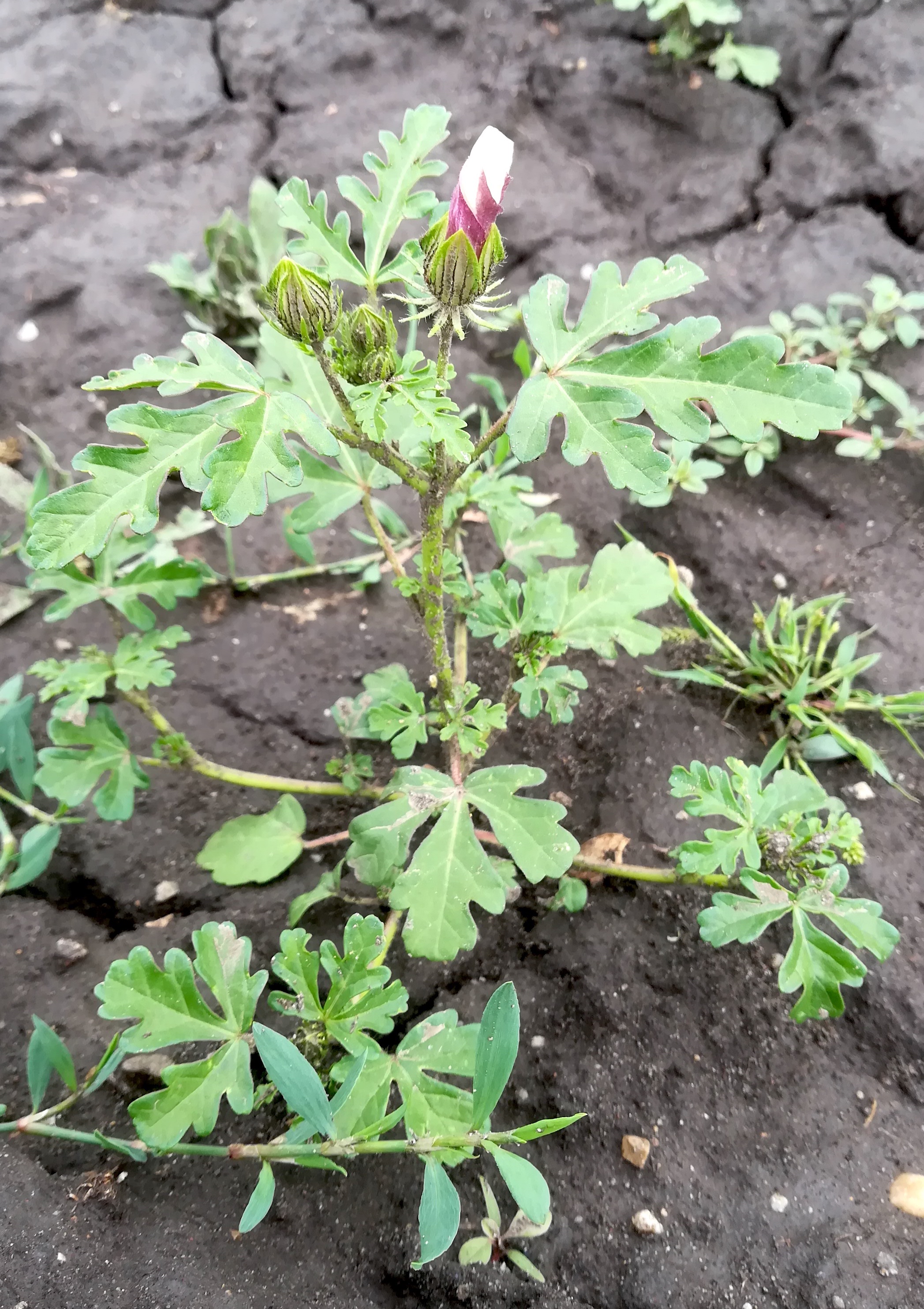 hibiscus trionum seewinkel lange lacke_20180609_140304.jpg